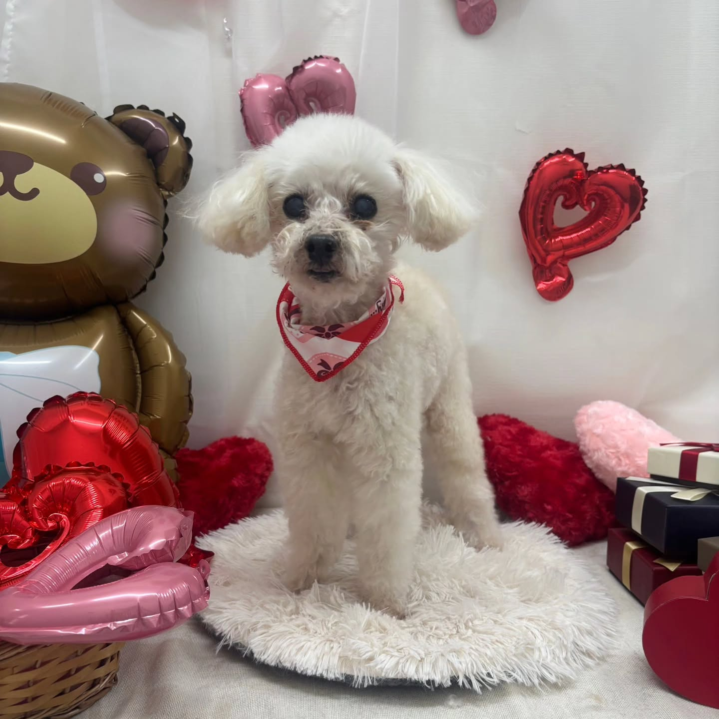 🍫🍫🍫🍫🍫🍫🍫🍫