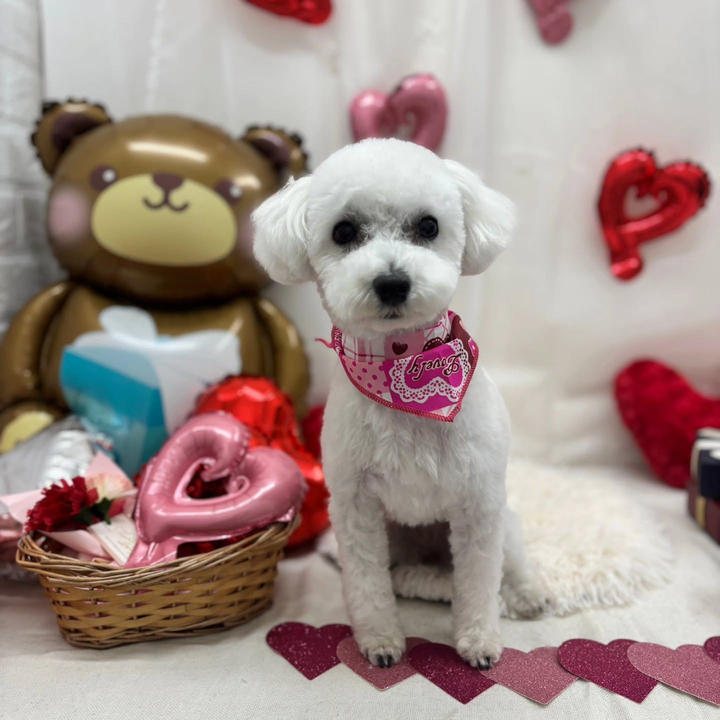 🍫🍫🍫🍫🍫🍫🍫🍫