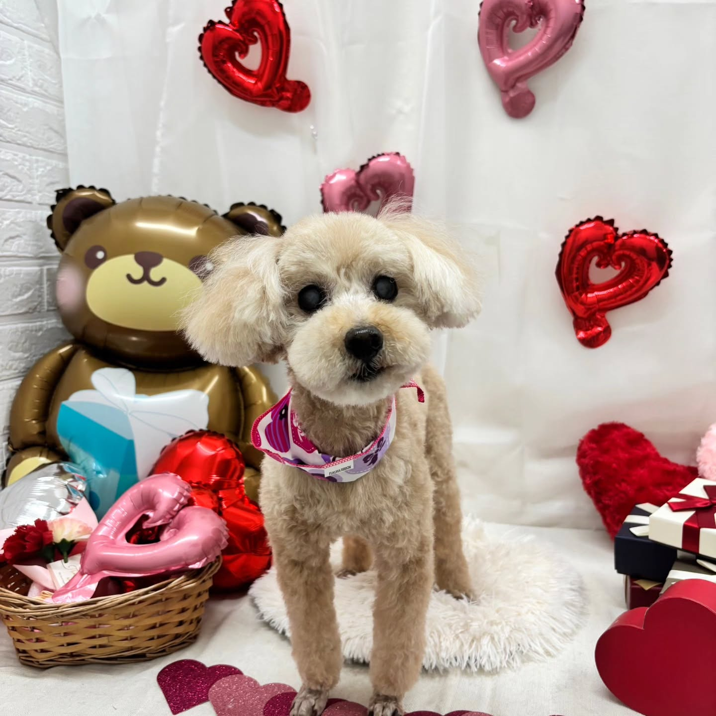 🍫🍫🍫🍫🍫🍫🍫🍫