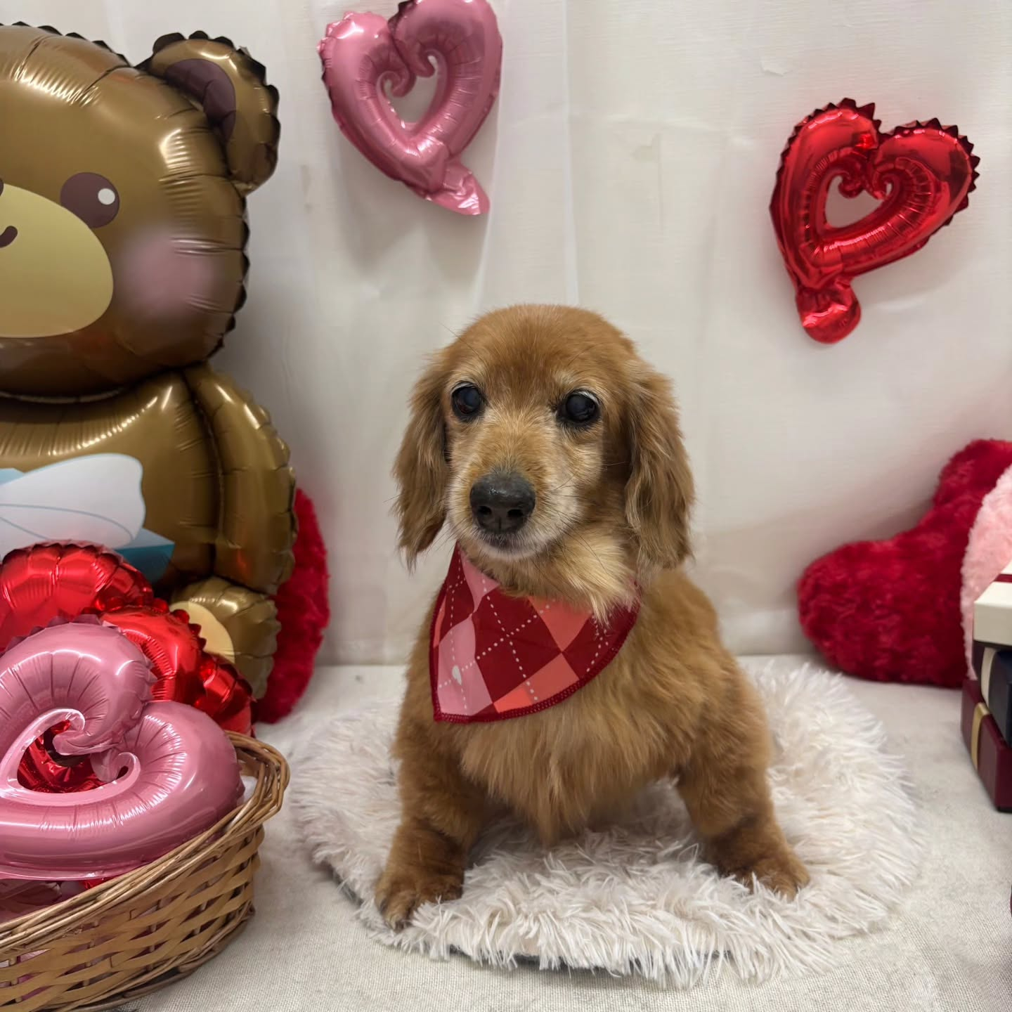 🍫🍫🍫🍫🍫🍫🍫🍫