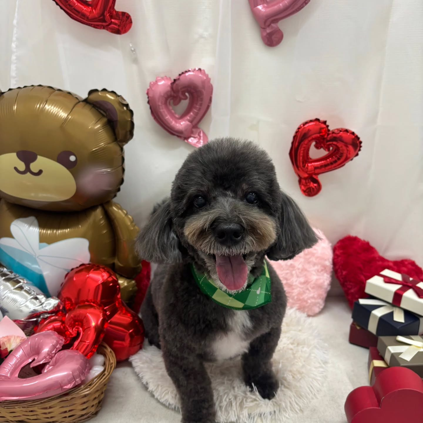 🍫🍫🍫🍫🍫🍫🍫🍫