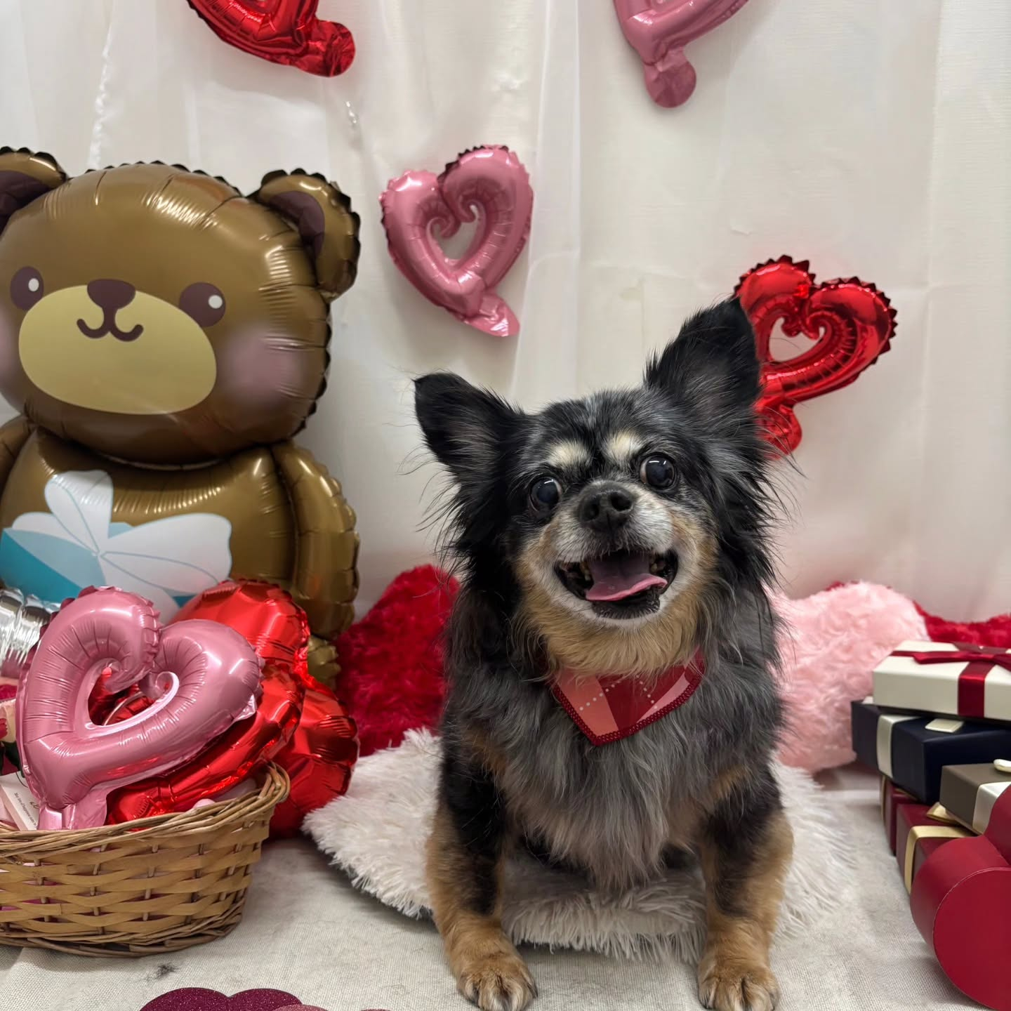 🍫🍫🍫🍫🍫🍫🍫🍫