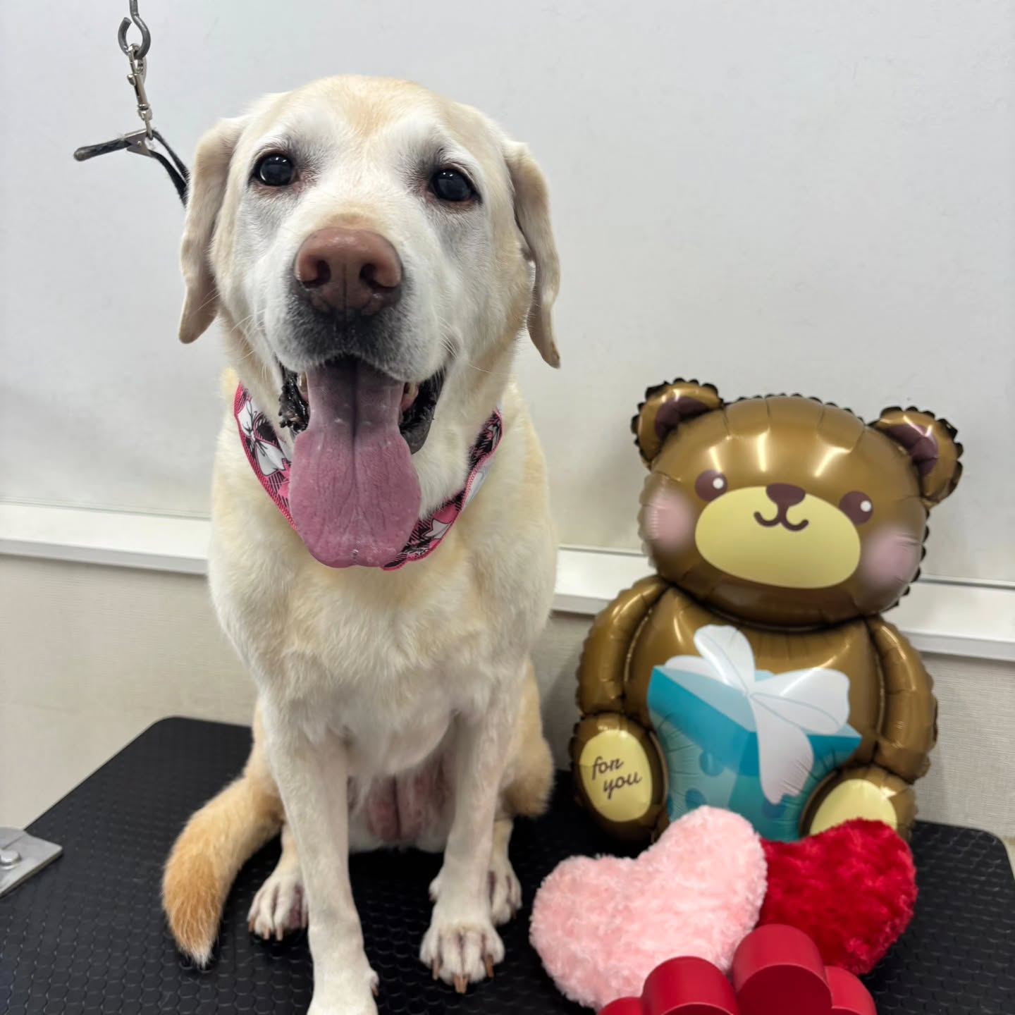 🍫🍫🍫🍫🍫🍫🍫🍫