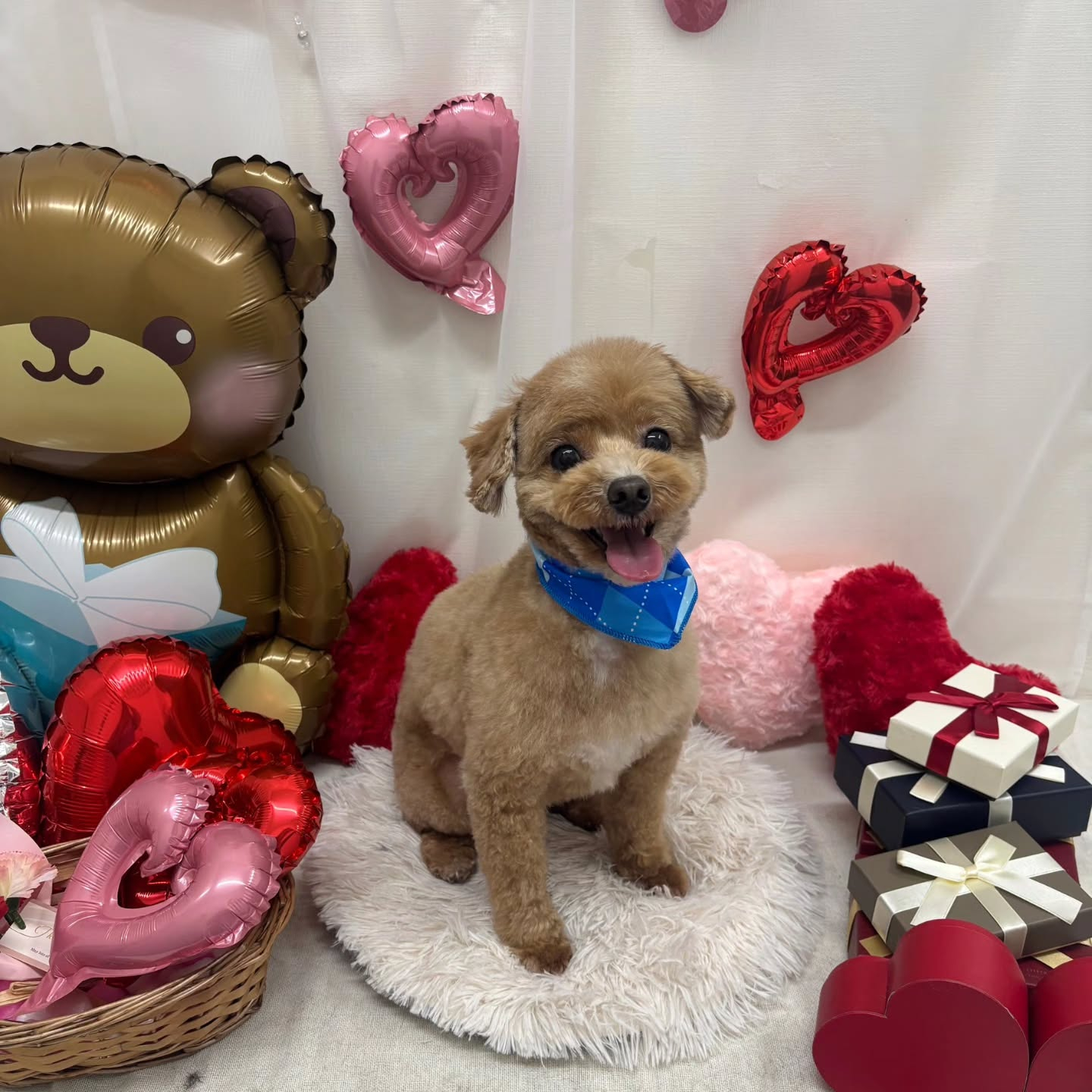 🍫🍫🍫🍫🍫🍫🍫🍫