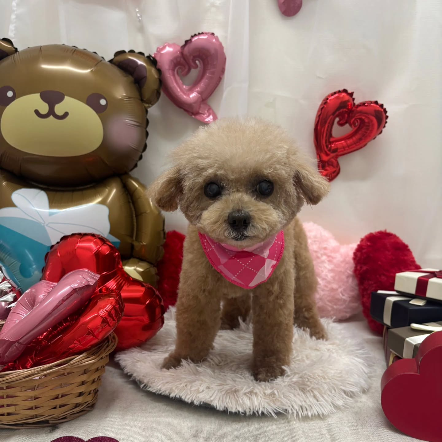 🍫🍫🍫🍫🍫🍫🍫🍫