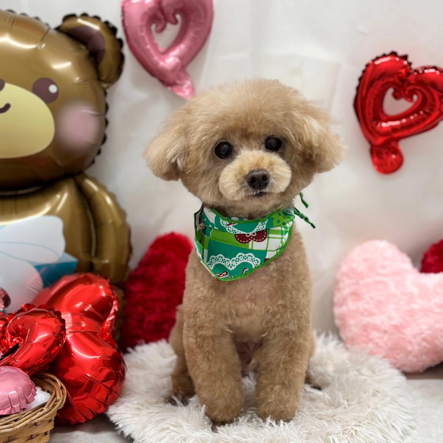 🍫🍫🍫🍫🍫🍫🍫🍫