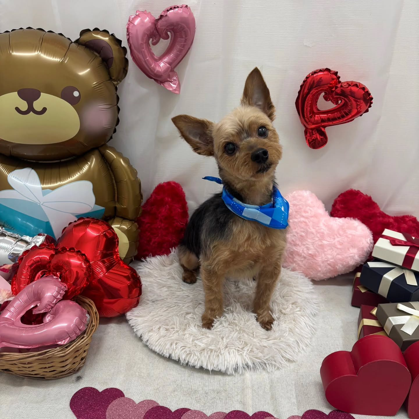 🍫🍫🍫🍫🍫🍫🍫🍫