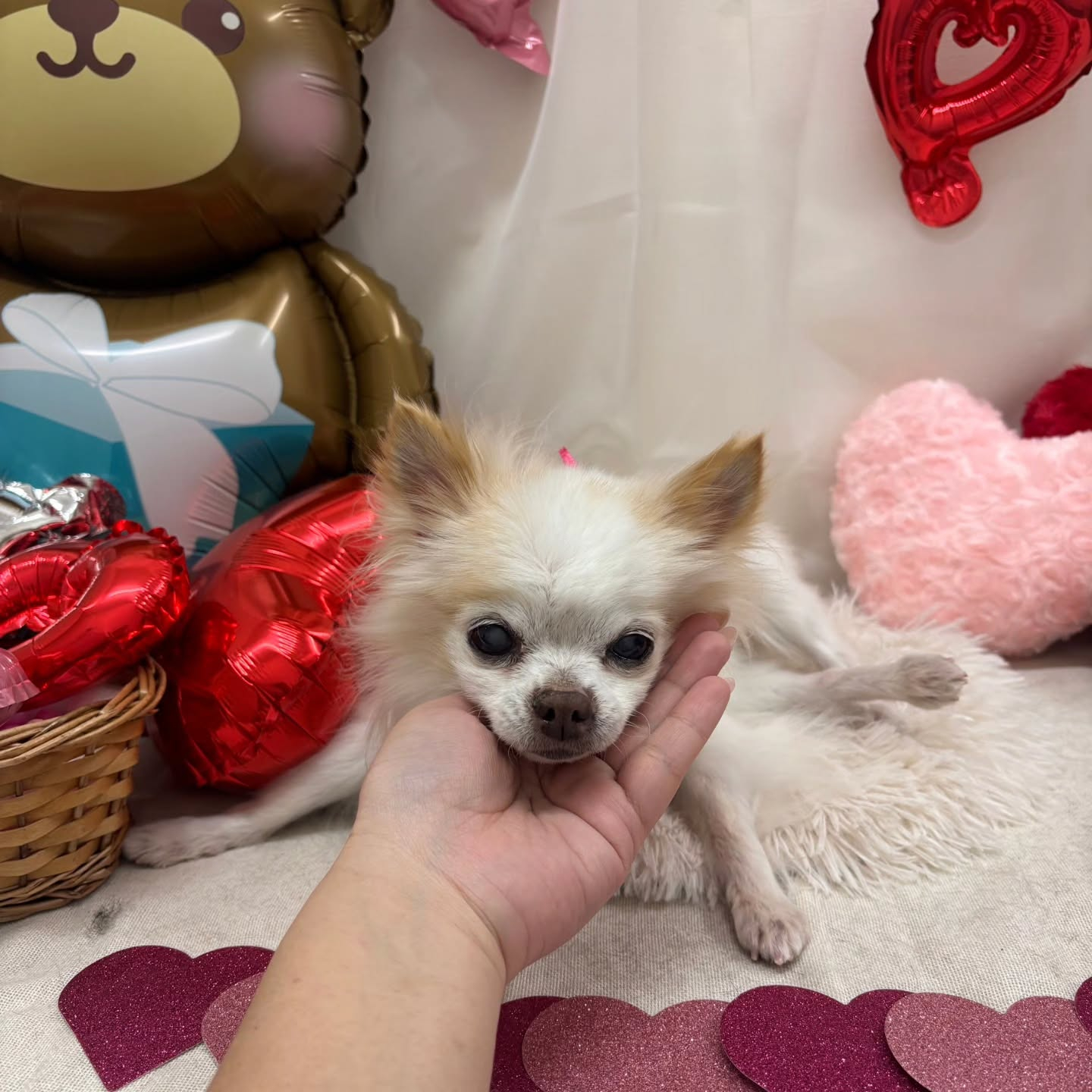 🍫🍫🍫🍫🍫🍫🍫🍫