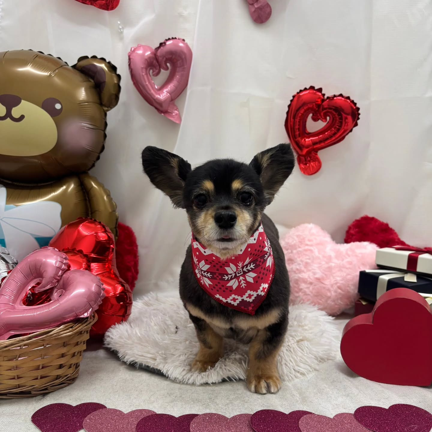 🍫🍫🍫🍫🍫🍫🍫🍫