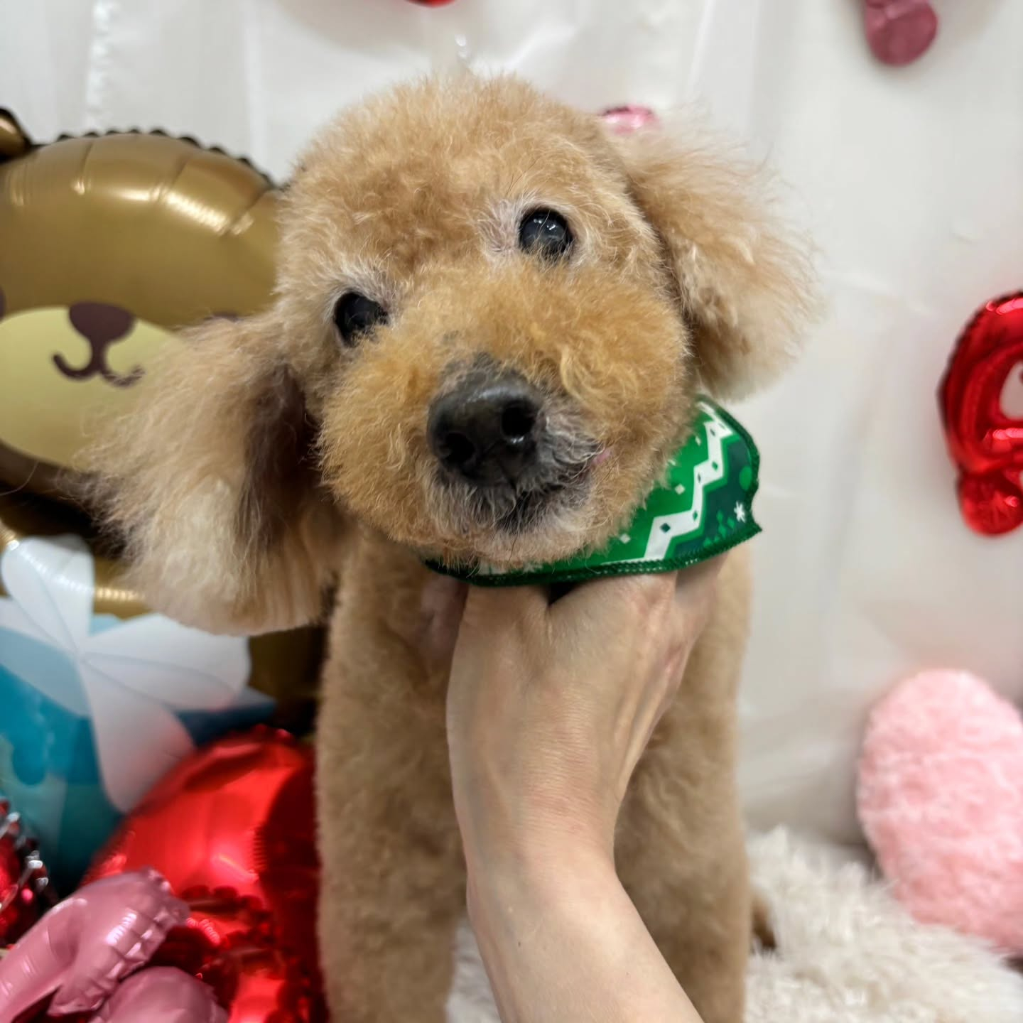 🍫🍫🍫🍫🍫🍫🍫🍫