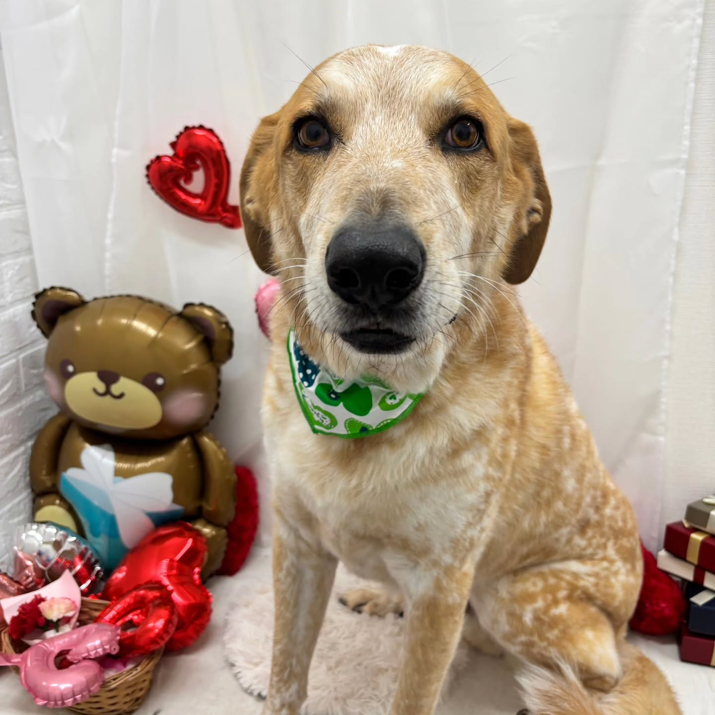 🍫🍫🍫🍫🍫🍫🍫🍫