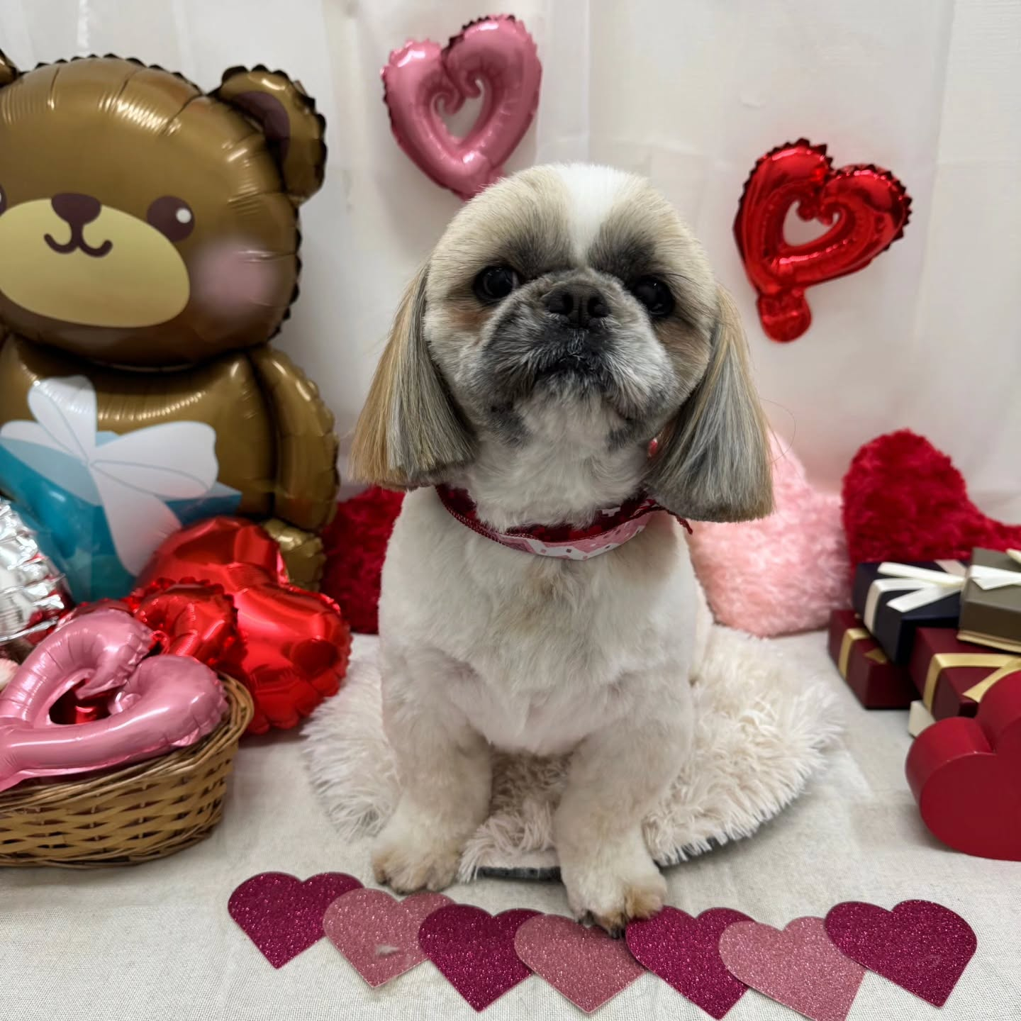 🍫🍫🍫🍫🍫🍫🍫🍫