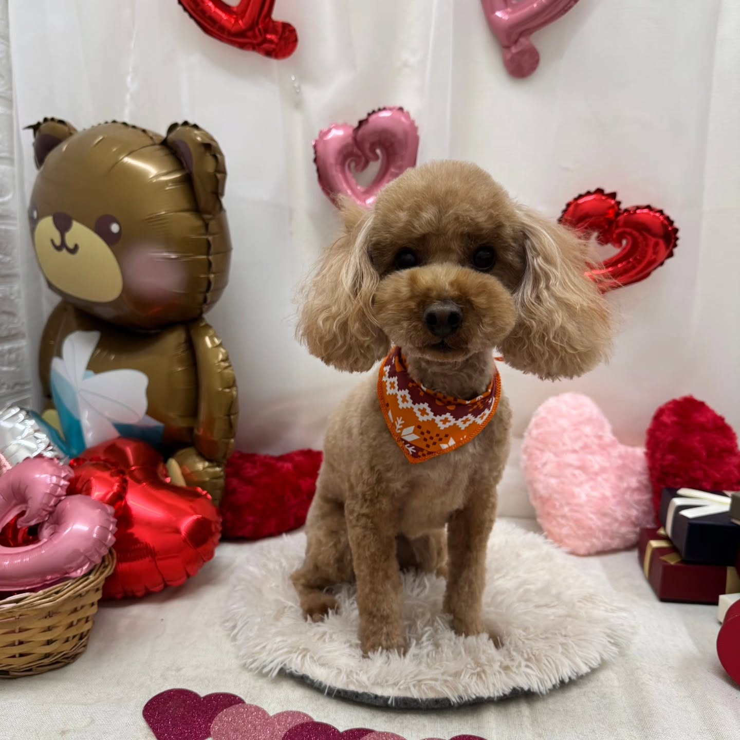 🍫🍫🍫🍫🍫🍫🍫🍫