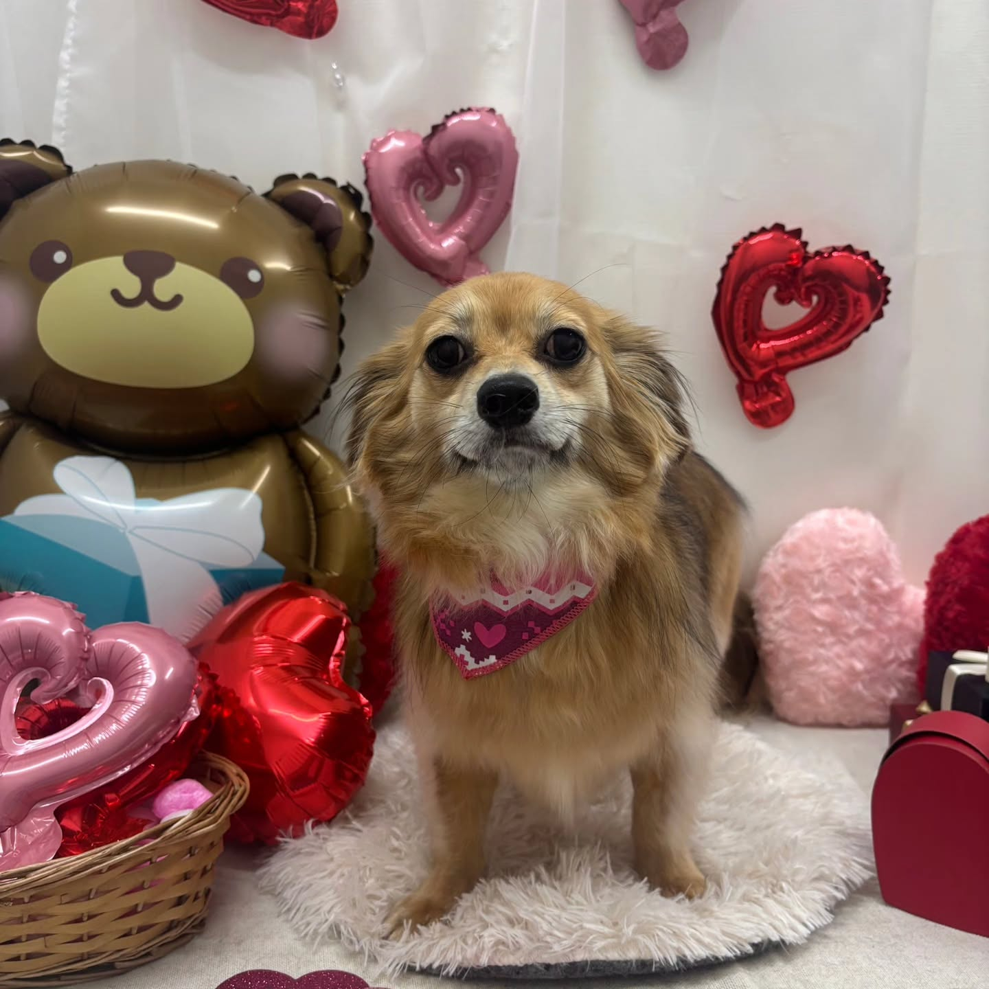 🍫🍫🍫🍫🍫🍫🍫🍫