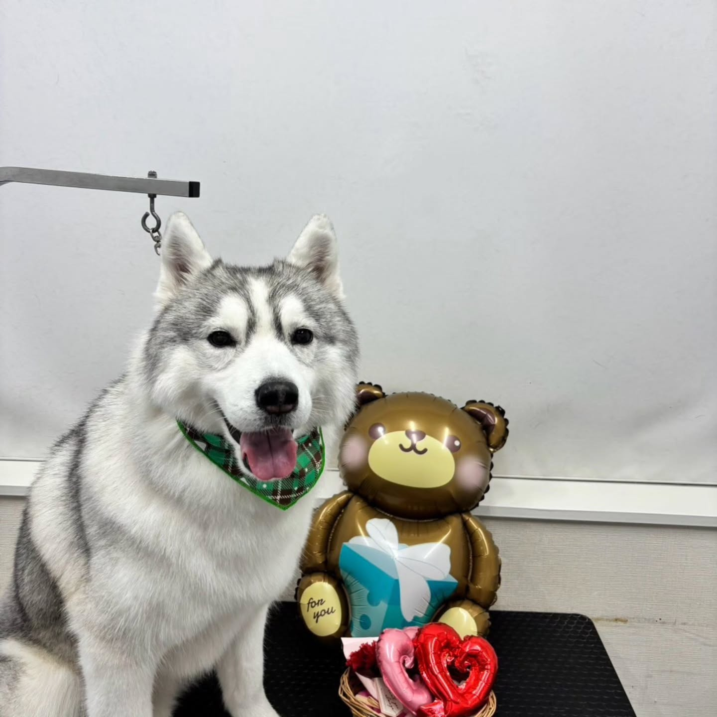 🍫🍫🍫🍫🍫🍫🍫