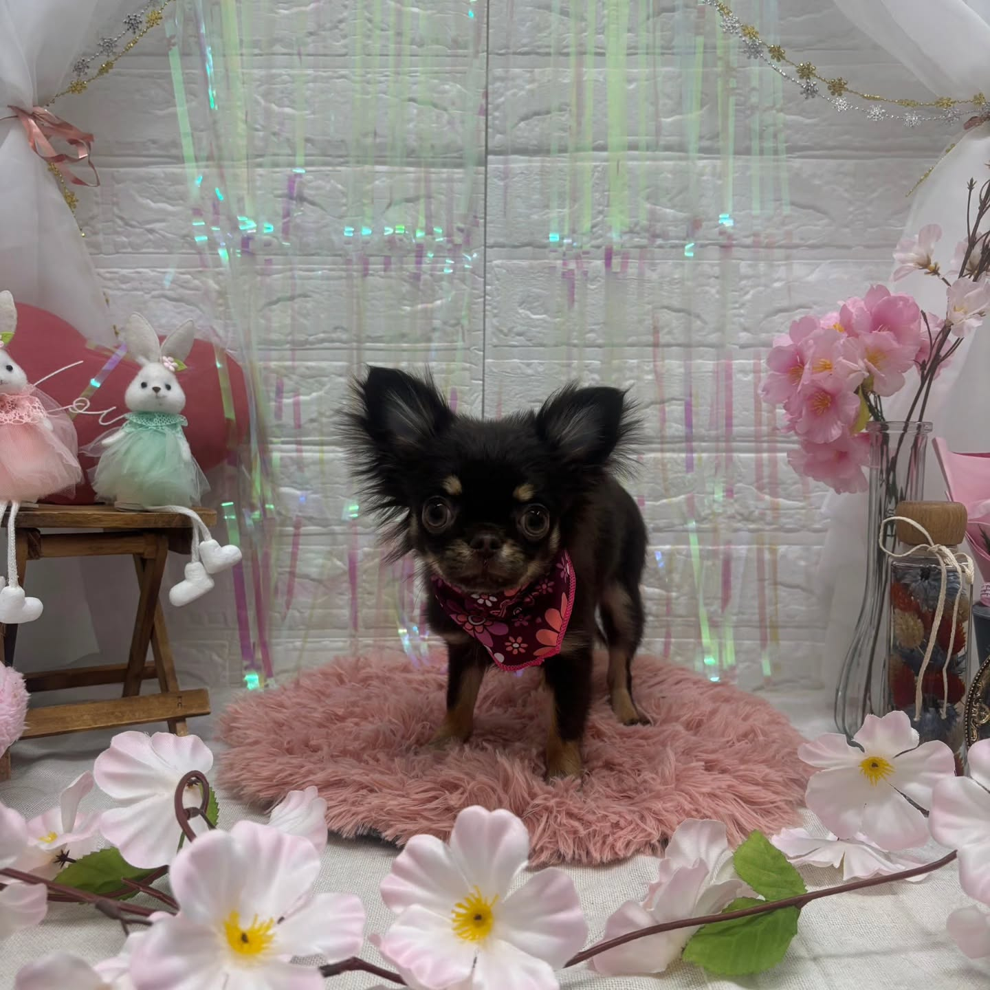 🐰🐰🐰🐰🐰🐰🐰