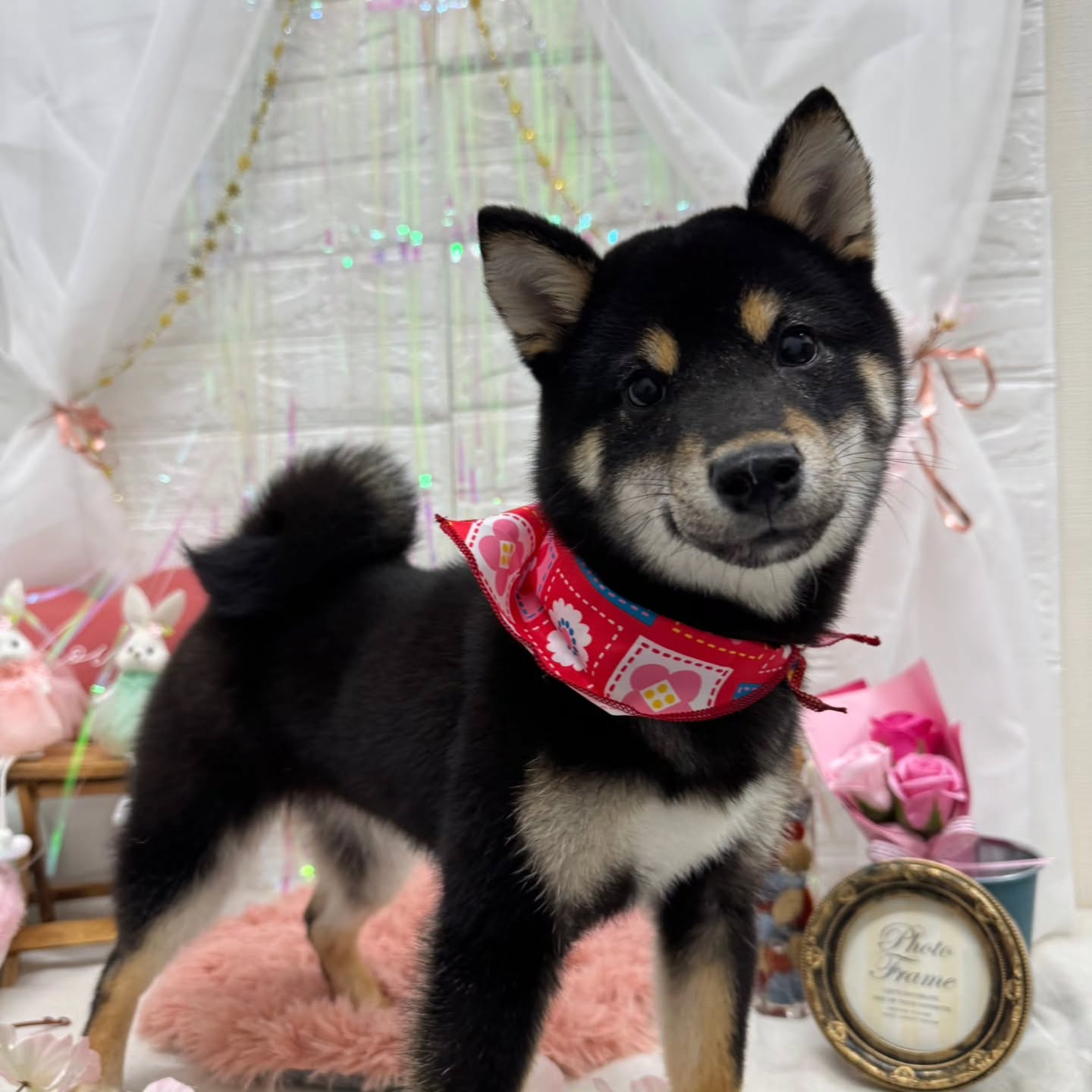 ⁡🐇🐇🐇🐇🐇🐇🐇🐇🐇🐇🐇🐇