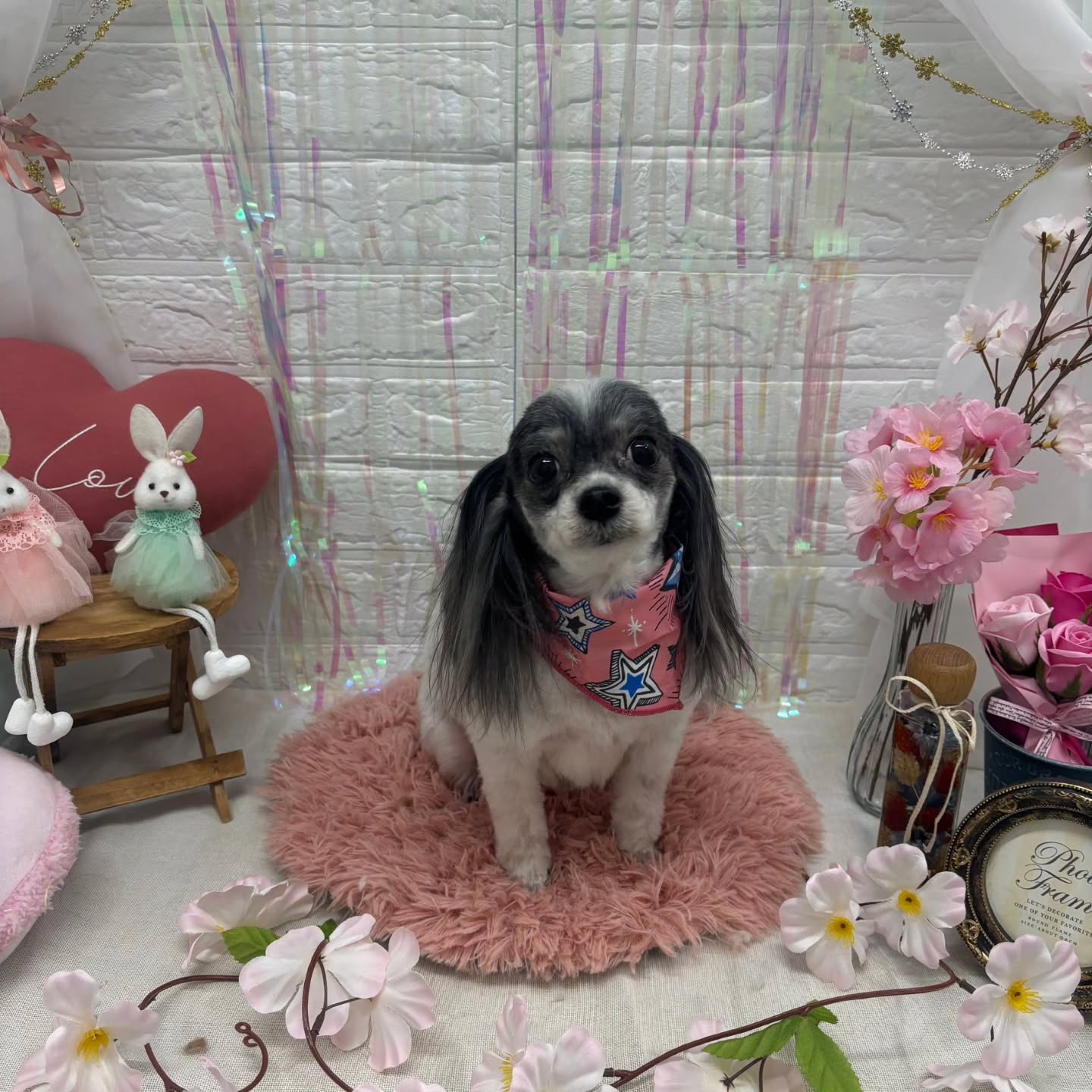 ⁡🐇🐇🐇🐇🐇🐇🐇🐇🐇🐇🐇🐇