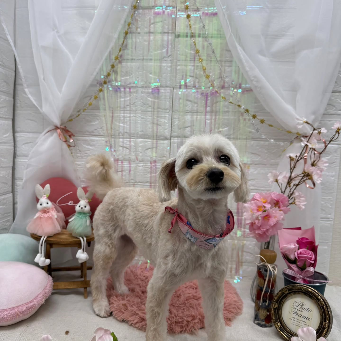 ⁡🐇🐇🐇🐇🐇🐇🐇🐇🐇🐇🐇🐇