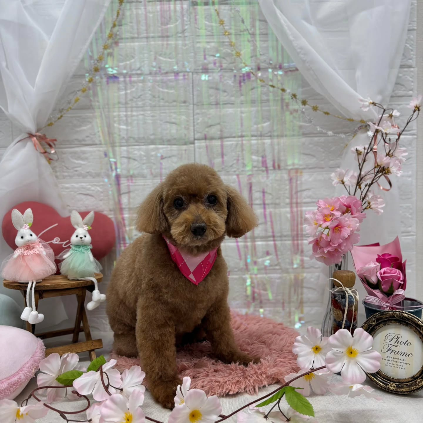 ⁡🐇🐇🐇🐇🐇🐇🐇🐇🐇🐇🐇🐇