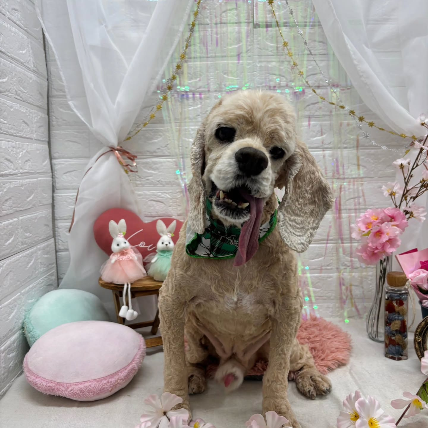 ⁡🐇🐇🐇🐇🐇🐇🐇🐇🐇🐇🐇🐇