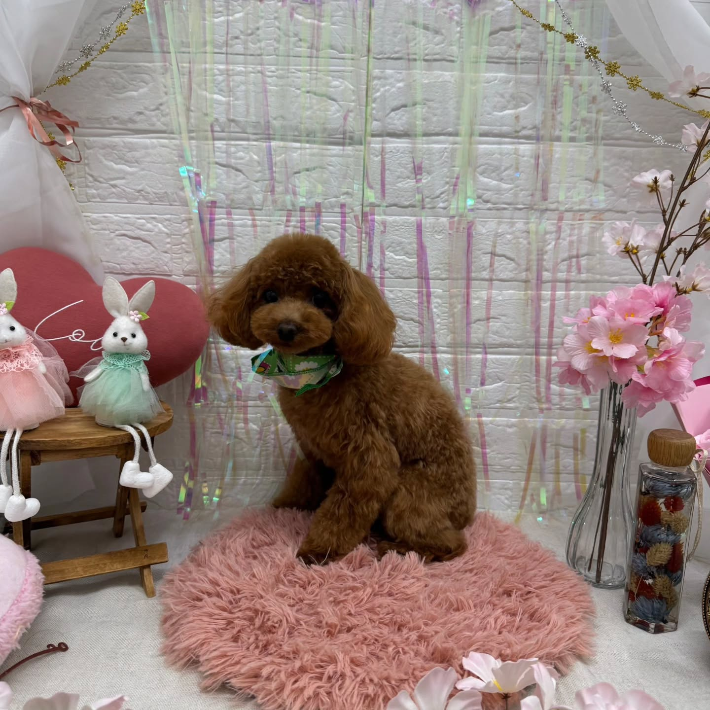 ⁡🐇🐇🐇🐇🐇🐇🐇🐇🐇🐇🐇🐇