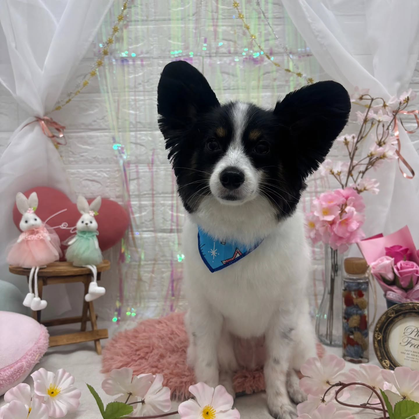 ⁡🐇🐇🐇🐇🐇🐇🐇🐇🐇🐇🐇🐇