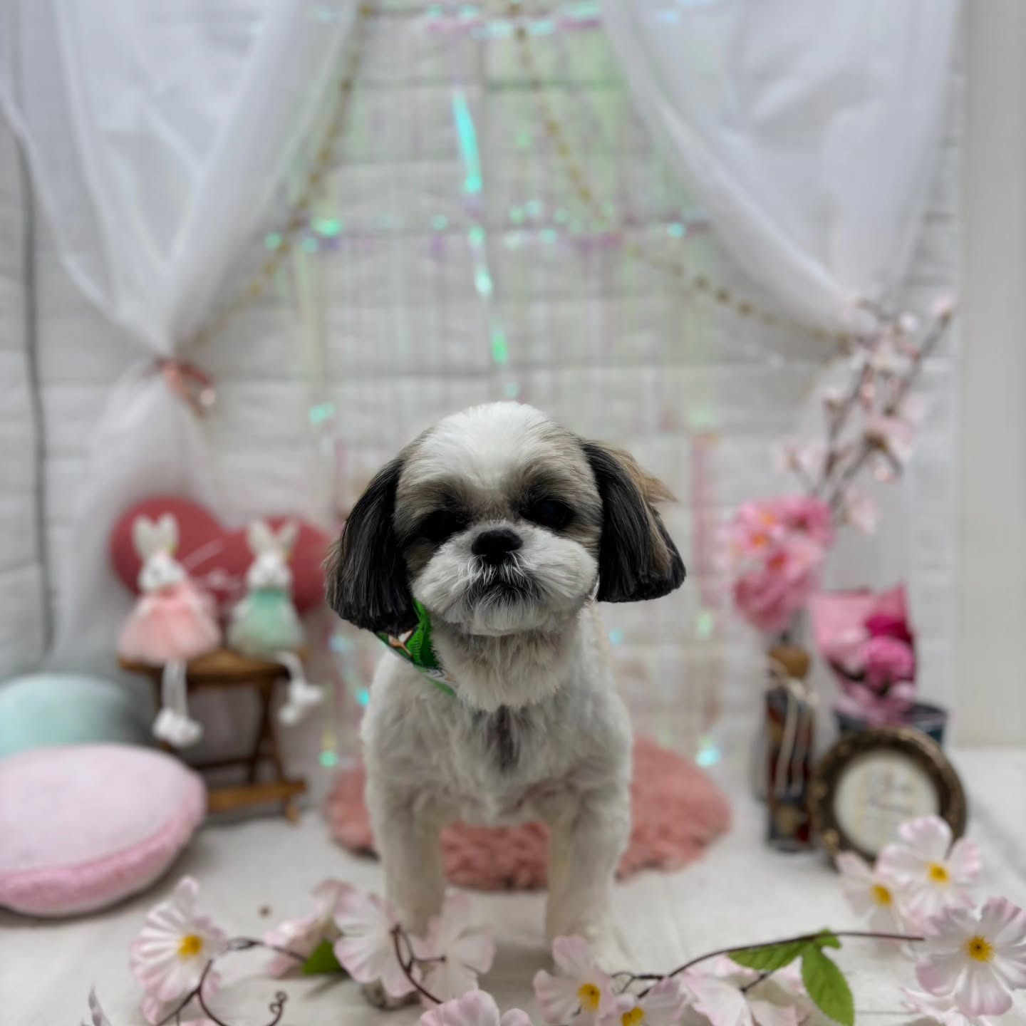 ⁡🐇🐇🐇🐇🐇🐇🐇🐇🐇🐇🐇🐇