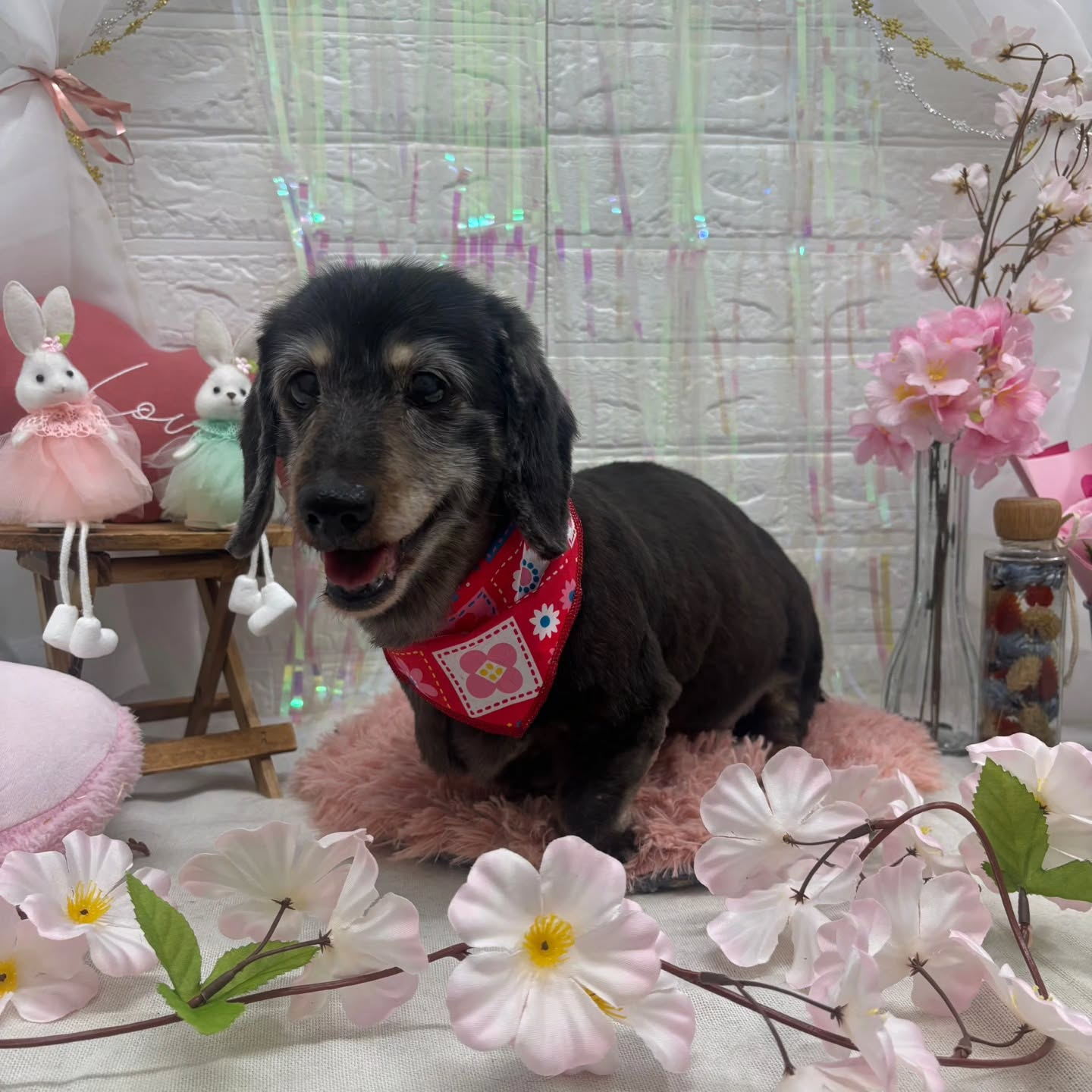 ⁡🐇🐇🐇🐇🐇🐇🐇🐇🐇🐇🐇🐇