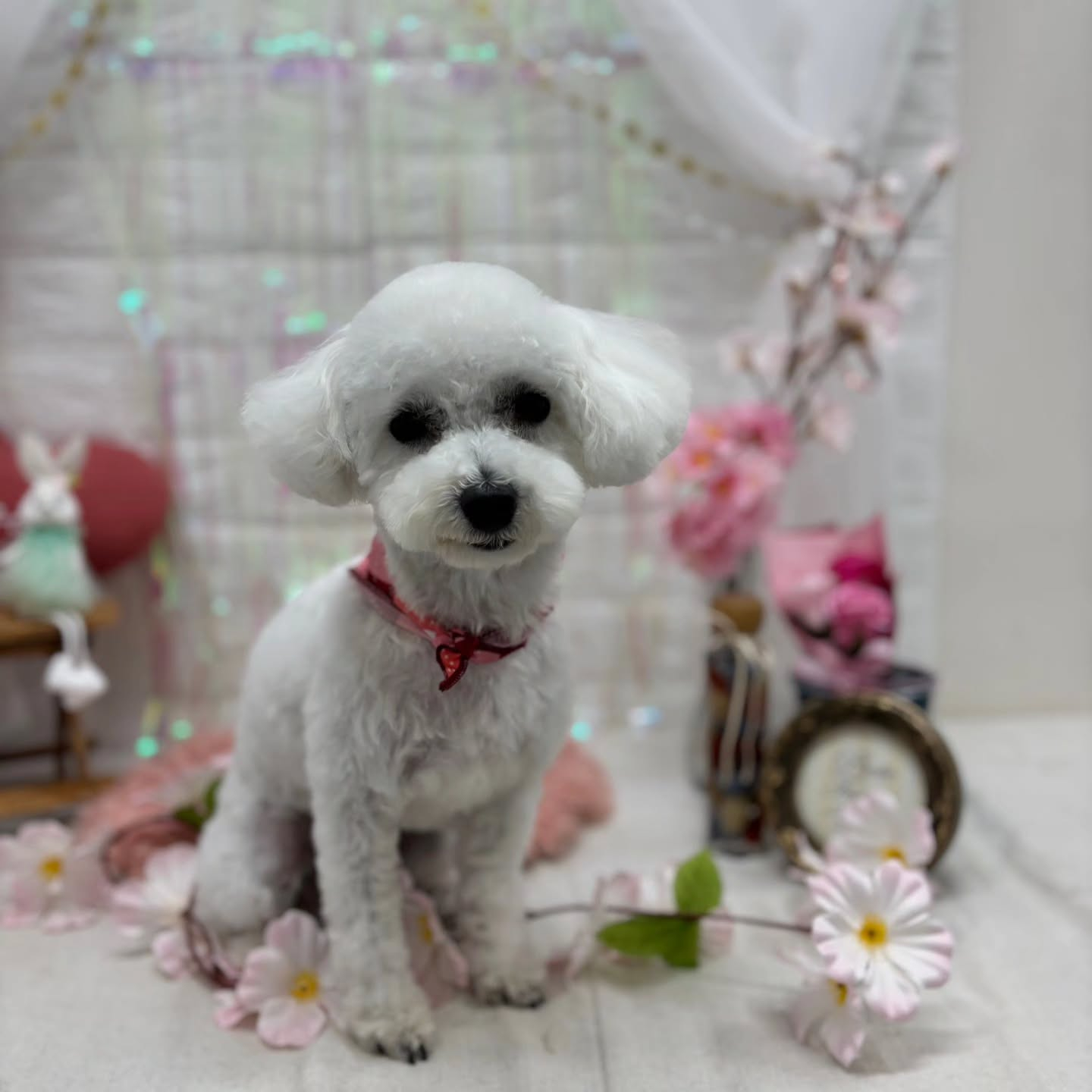 ⁡🐇🐇🐇🐇🐇🐇🐇🐇🐇🐇🐇🐇