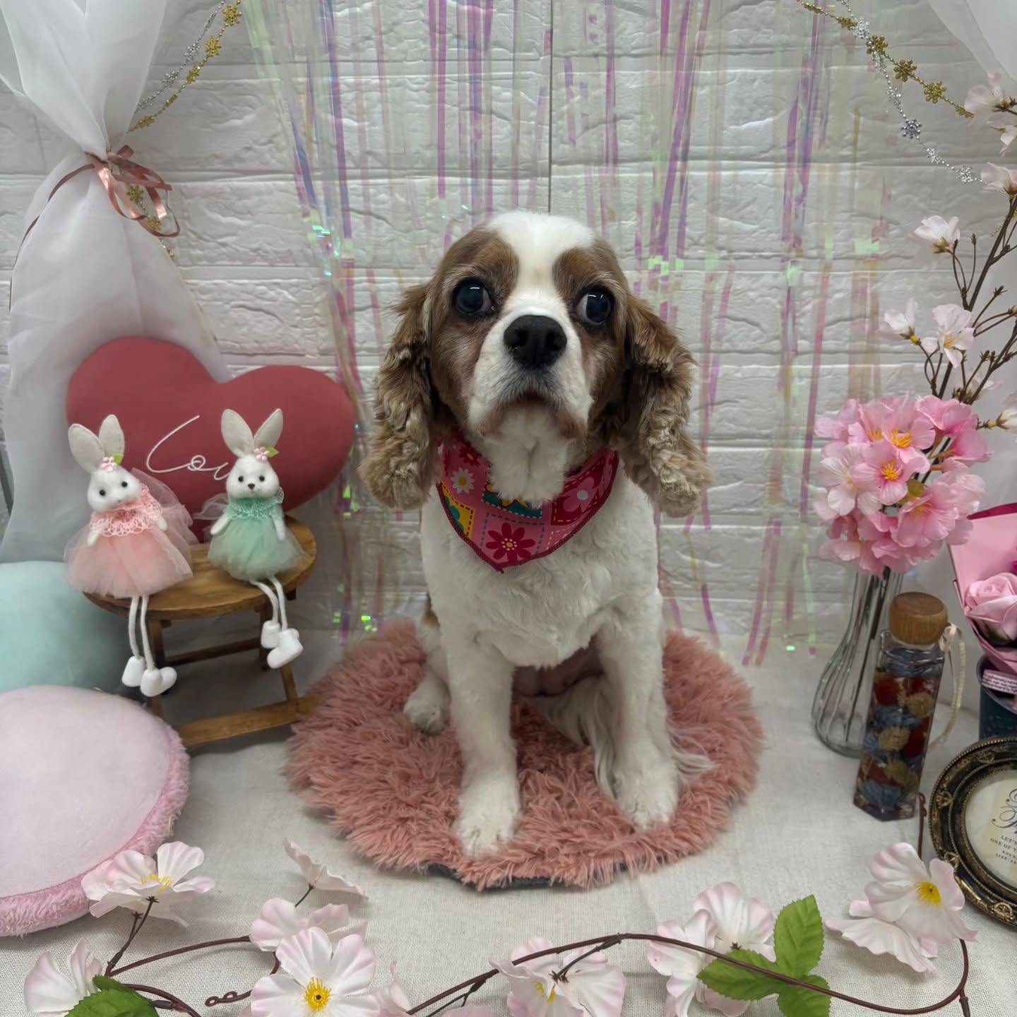 ⁡🐇🐇🐇🐇🐇🐇🐇🐇🐇🐇🐇🐇