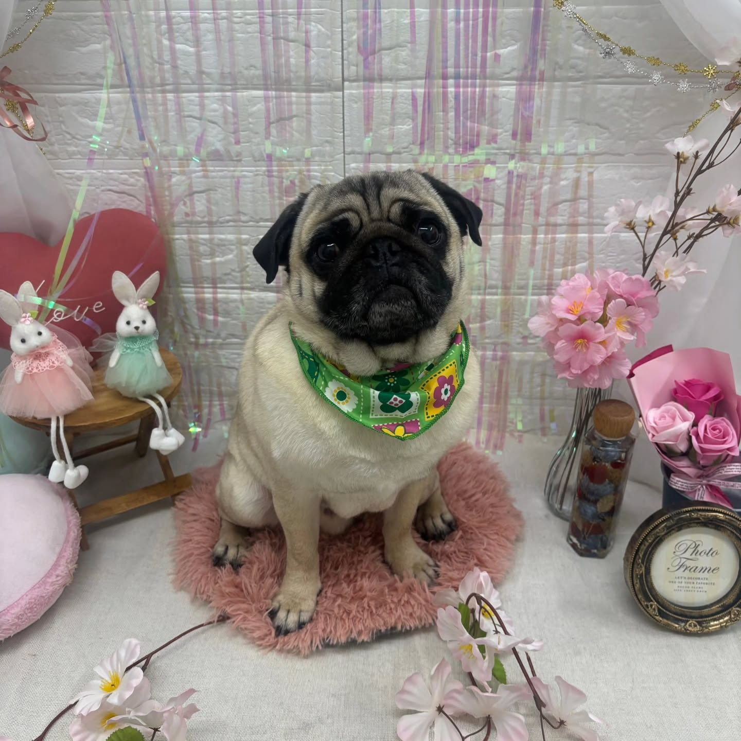 🐰🐰🐰🐰🐰🐰🐰🐰🐰🐰