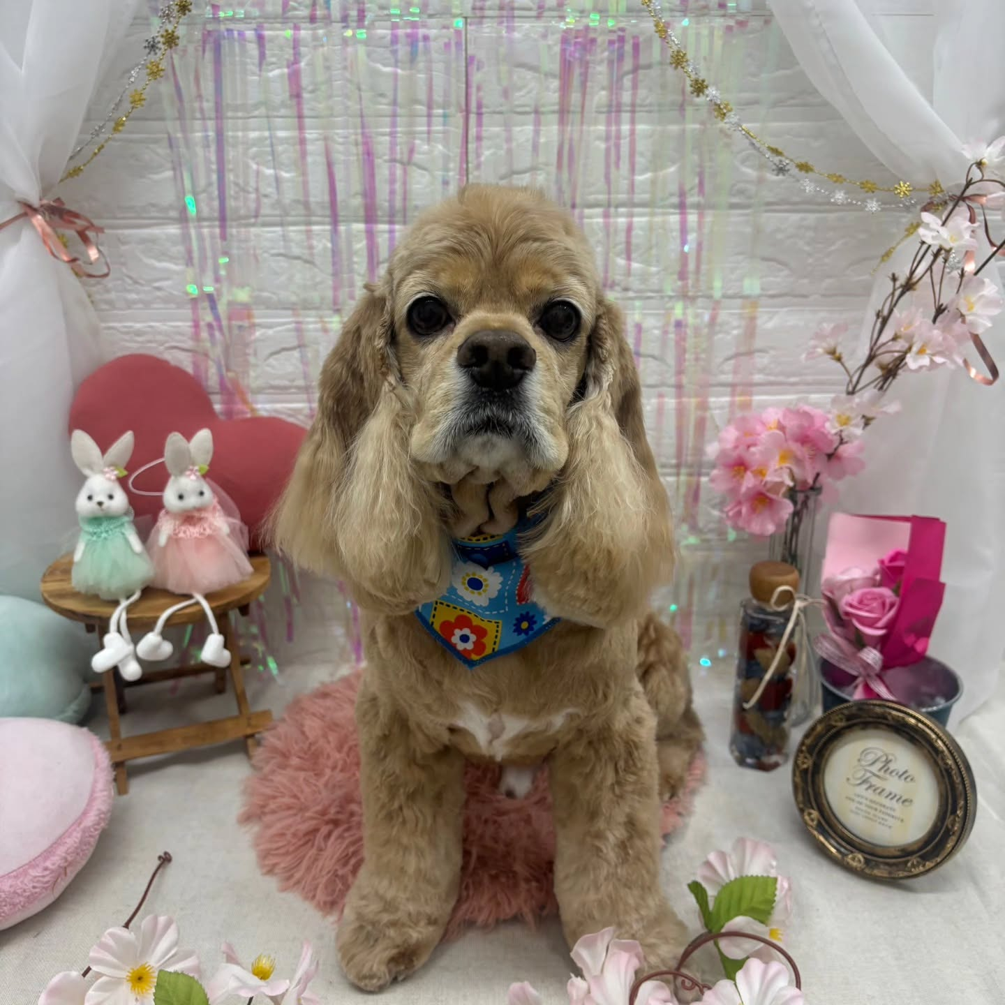 🐰🐰🐰🐰🐰🐰🐰🐰⁡