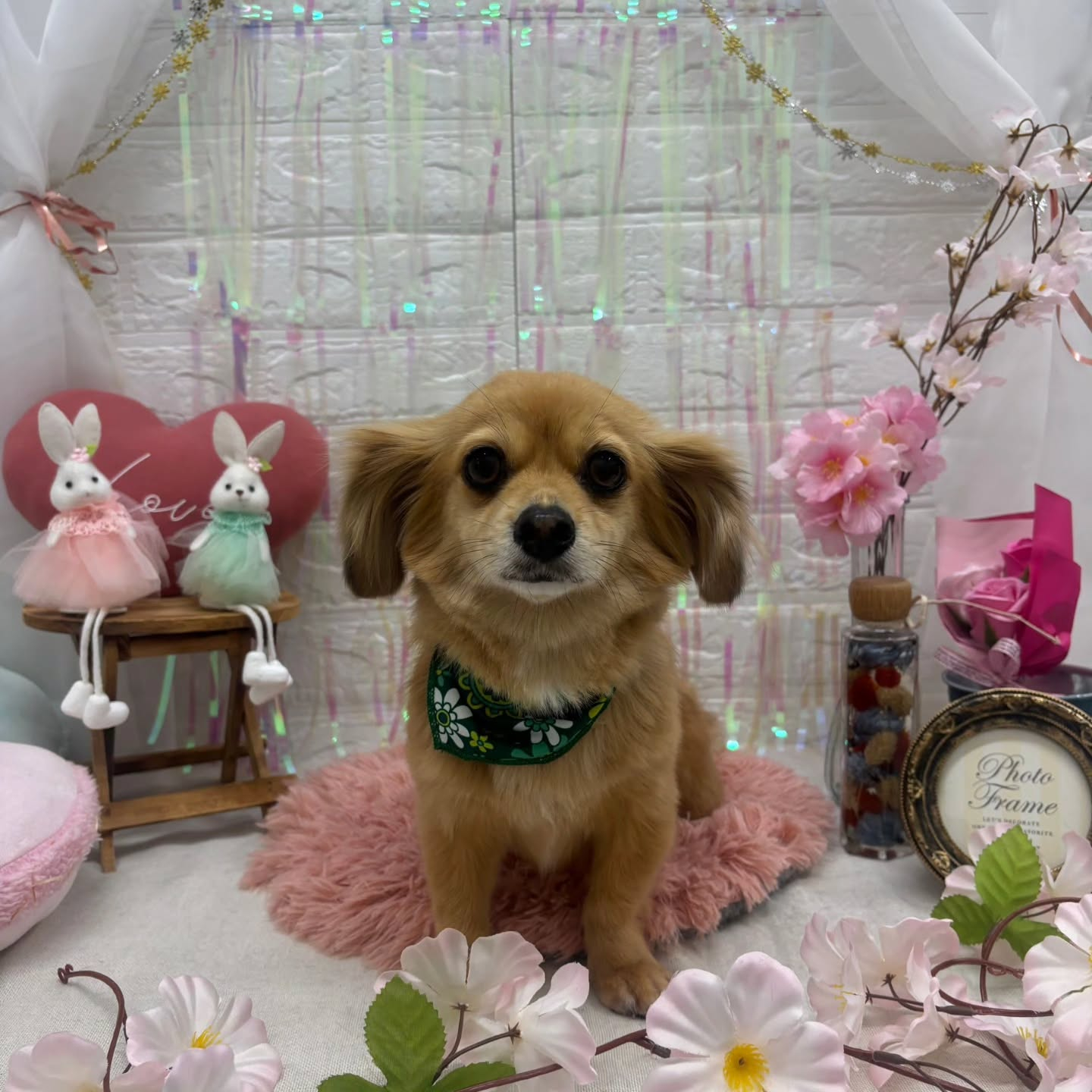 🐰🐰🐰🐰🐰🐰🐰🐰⁡