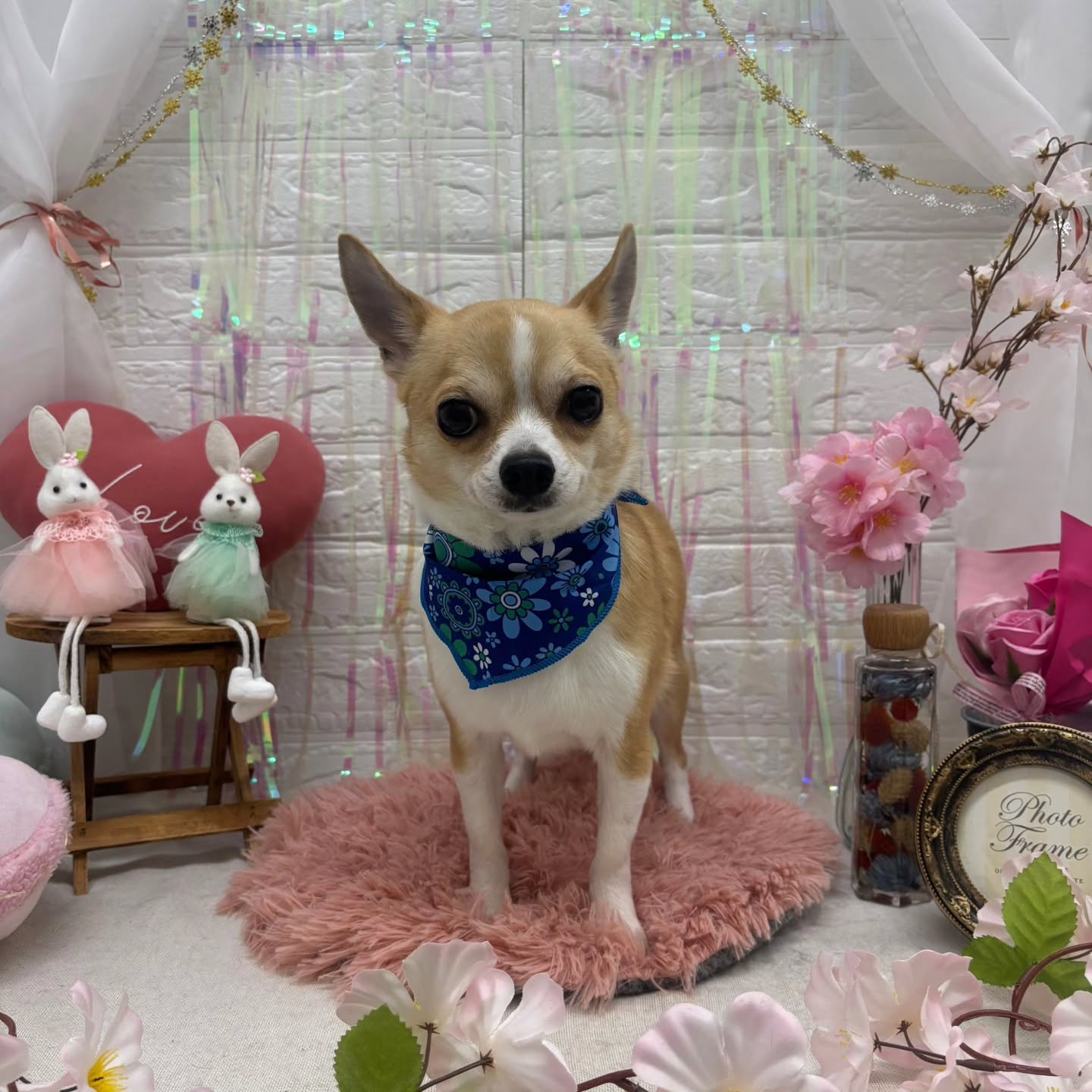 🐰🐰🐰🐰🐰🐰🐰🐰⁡