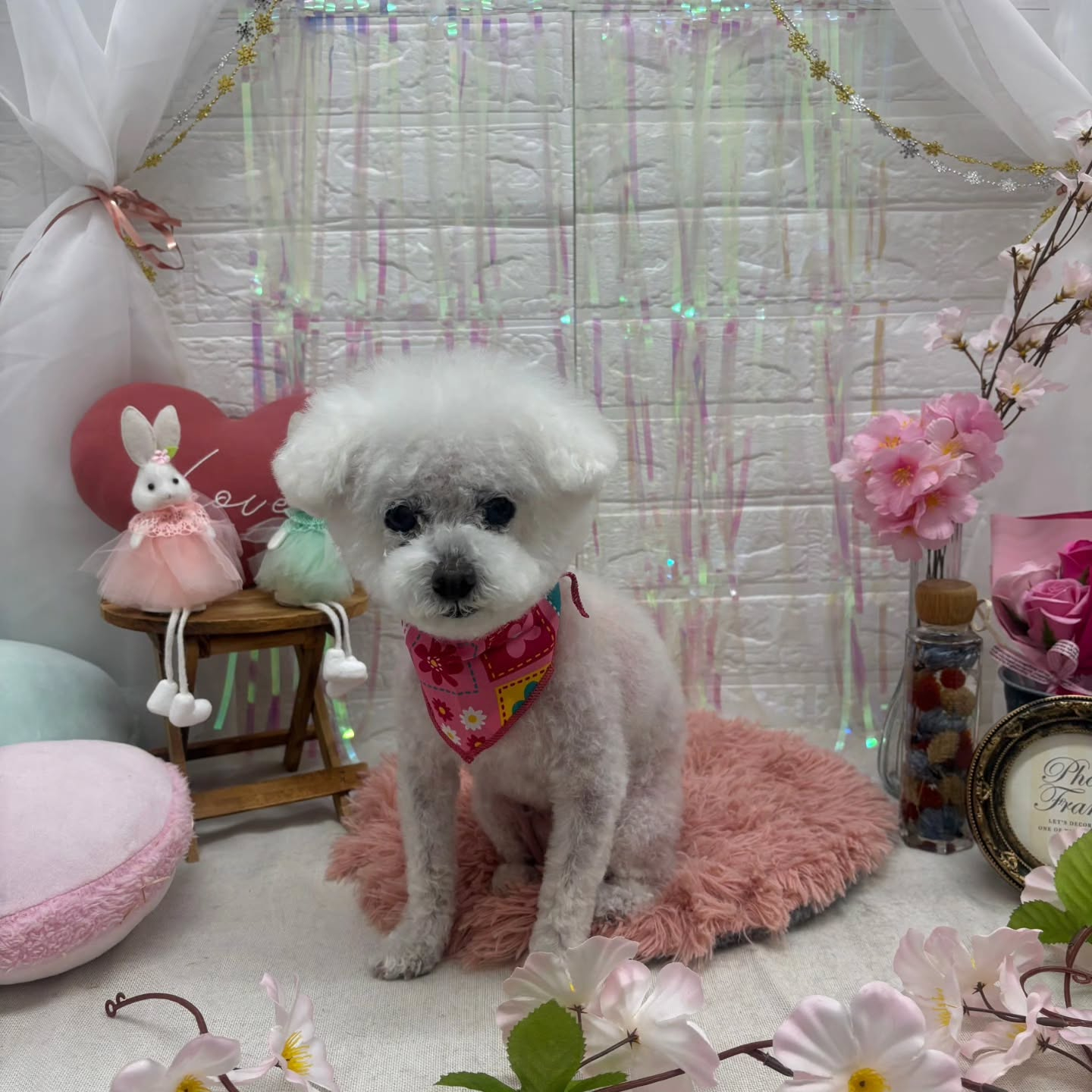 🐰🐰🐰🐰🐰🐰🐰🐰⁡