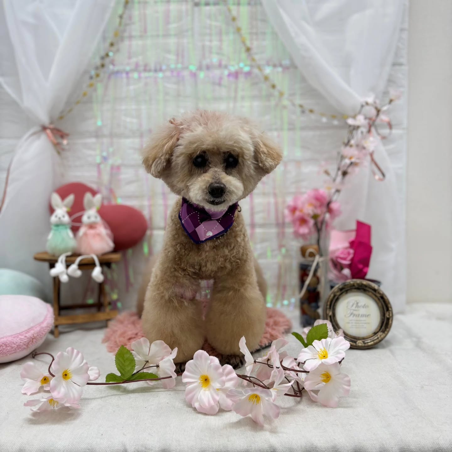 🐰🐰🐰🐰🐰🐰🐰🐰⁡