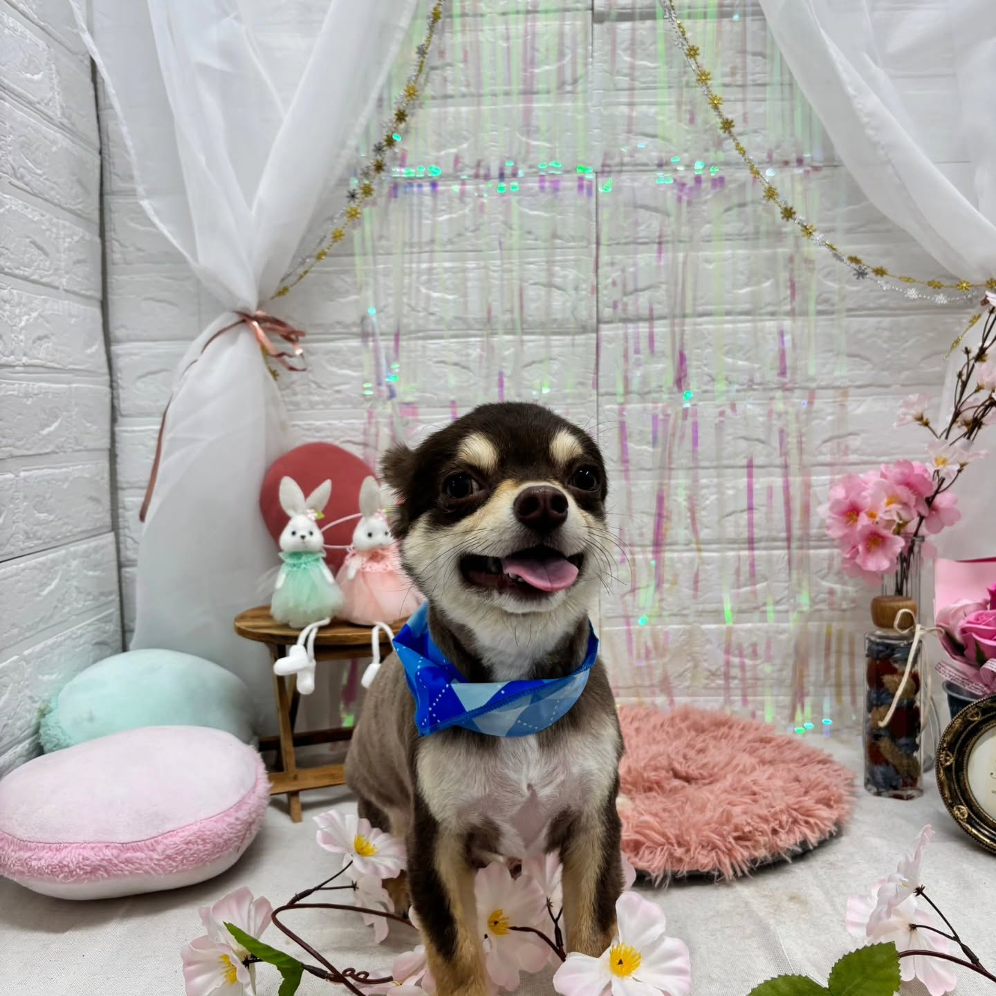 🐰🐰🐰🐰🐰🐰🐰🐰⁡