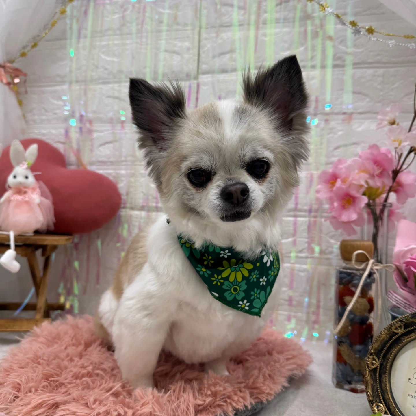 🐰🐰🐰🐰🐰🐰🐰🐰⁡