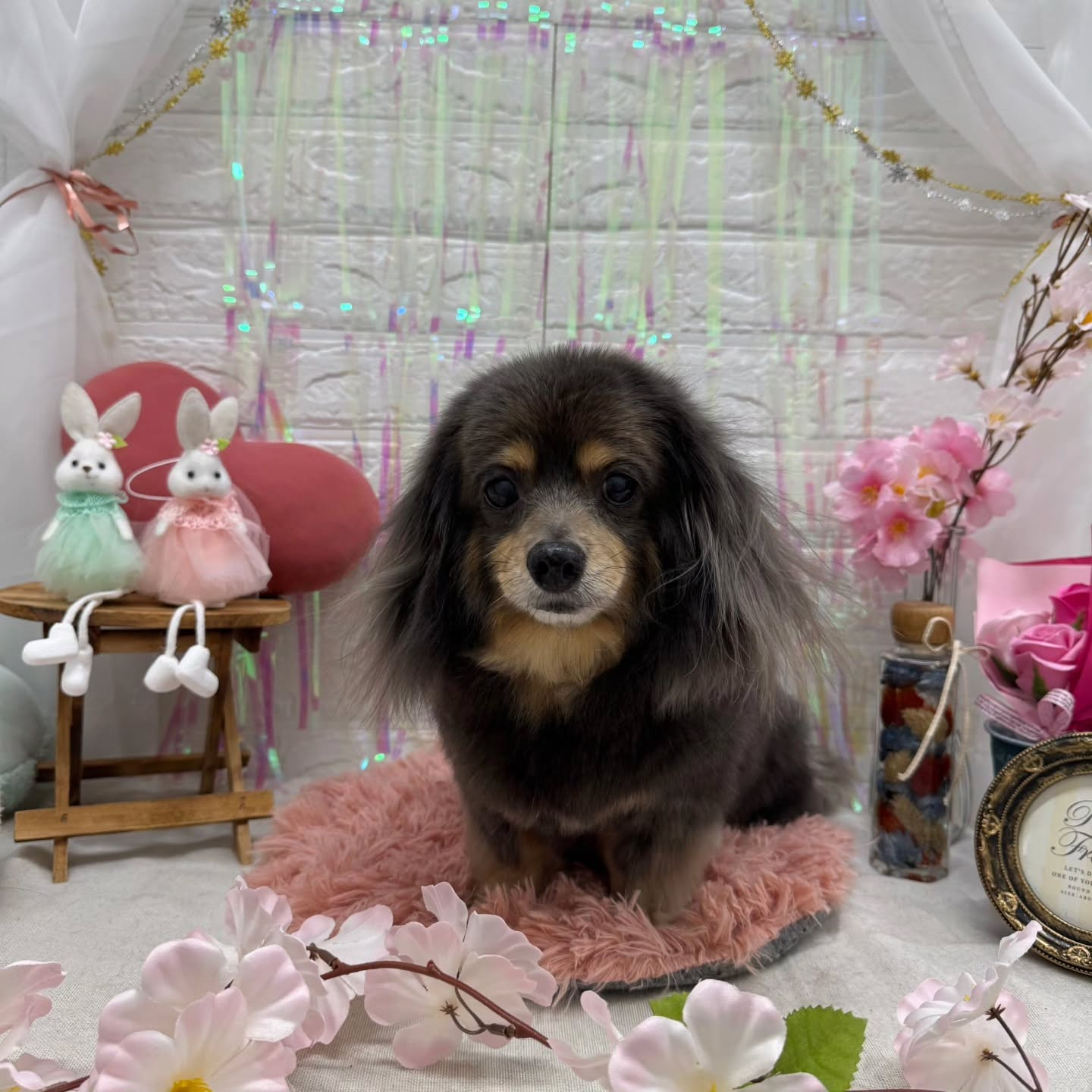 🐰🐰🐰🐰🐰🐰🐰🐰⁡