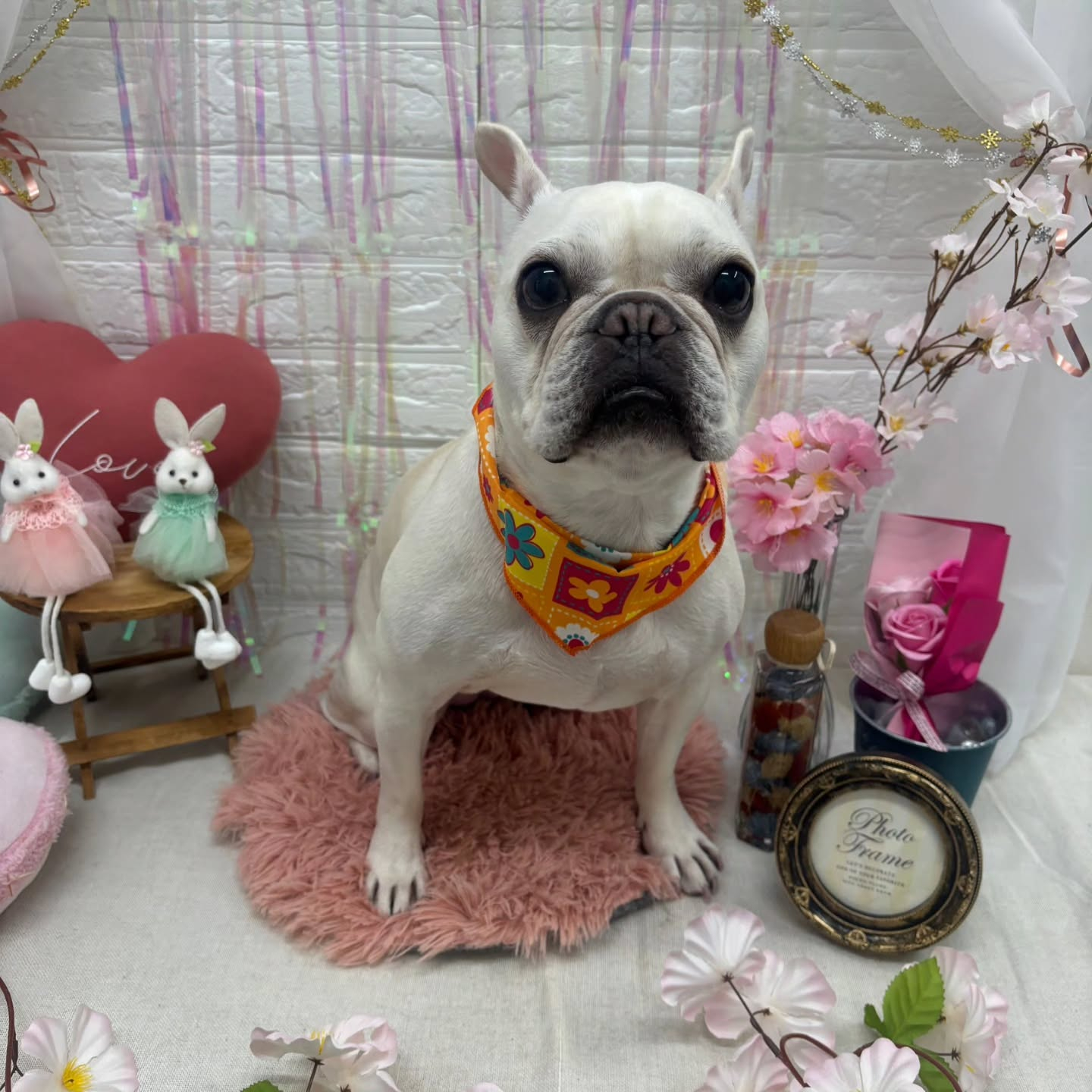 🐰🐰🐰🐰🐰🐰🐰🐰⁡