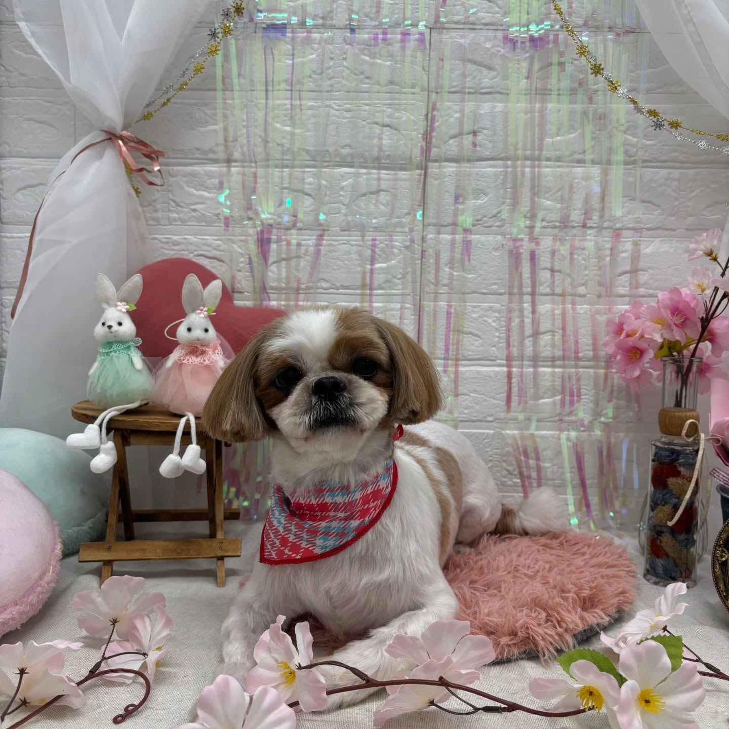 🐰🐰🐰🐰🐰🐰🐰🐰🐰🐰