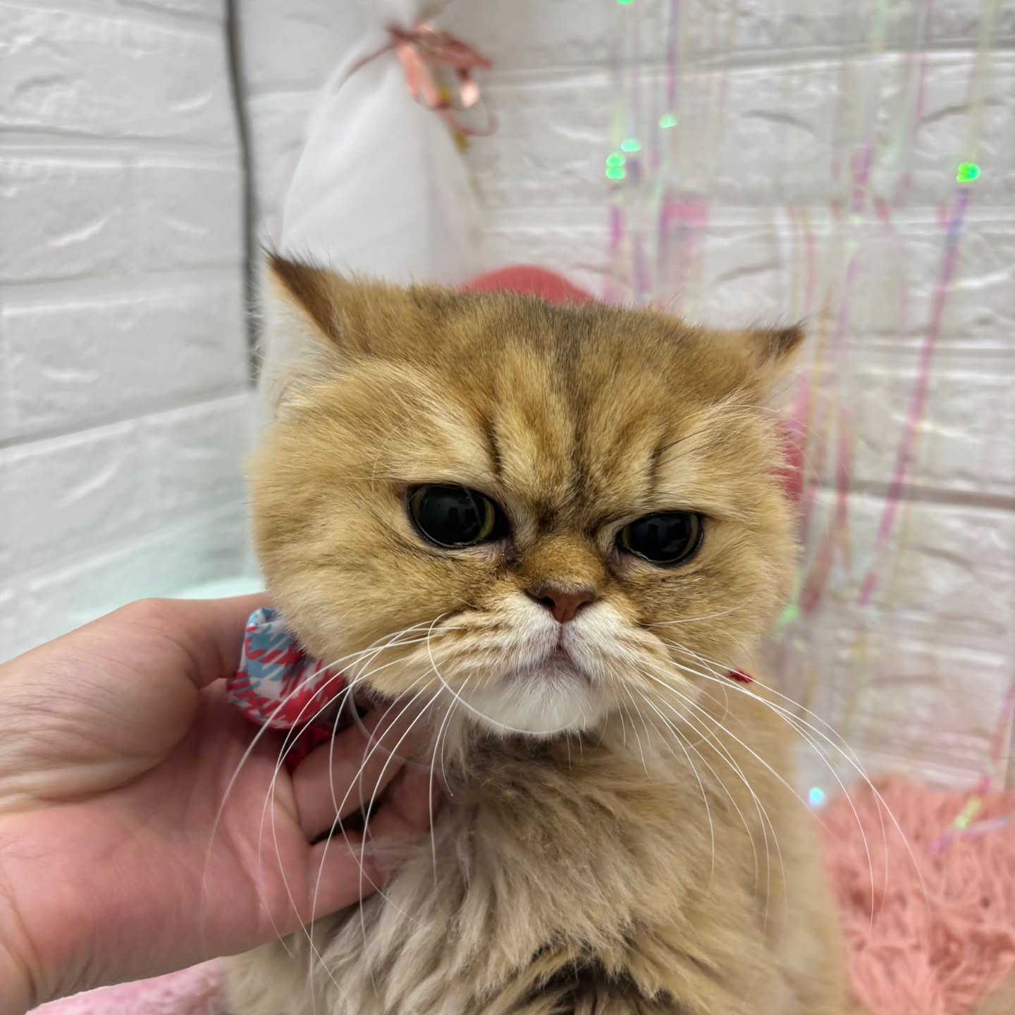 ๐ฐ๐ฐ๐ฐ๐ฐ๐ฐ๐ฐ๐ฐ๐ฐ๐ฐ๐ฐ