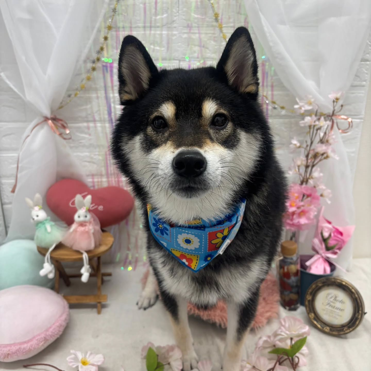 🐰🐰🐰🐰🐰🐰🐰🐰🐰