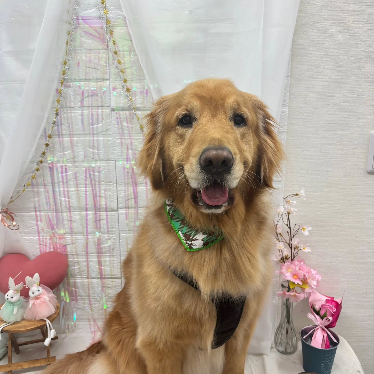 🐰🐰🐰🐰🐰🐰🐰🐰🐰