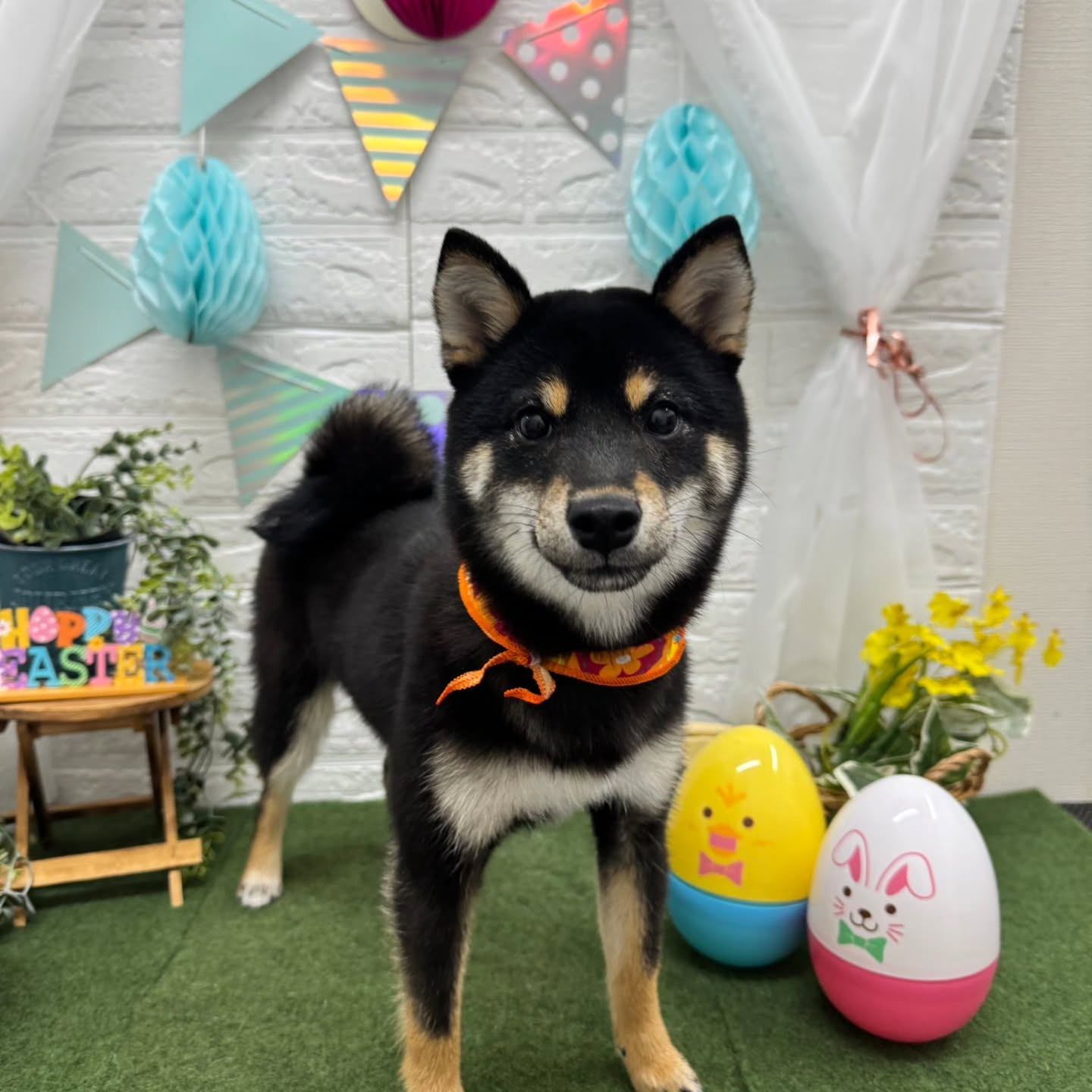 🐥⸒⸒🐥⸒⸒🐥⸒⸒🐥⸒⸒🐥⸒⸒🐥⸒⸒🐥⸒⸒