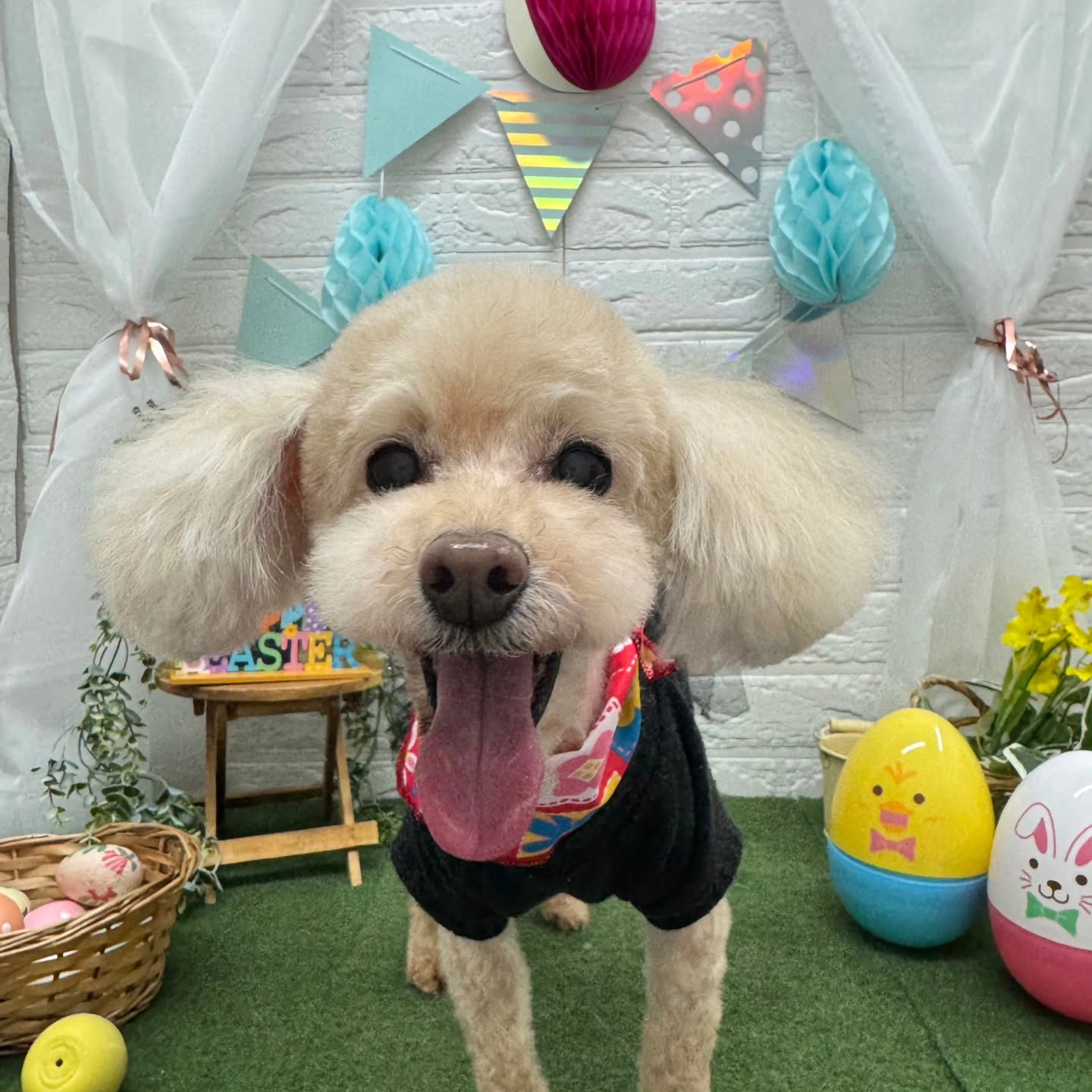 🐥⸒⸒🐥⸒⸒🐥⸒⸒🐥⸒⸒🐥⸒⸒🐥⸒⸒🐥⸒⸒