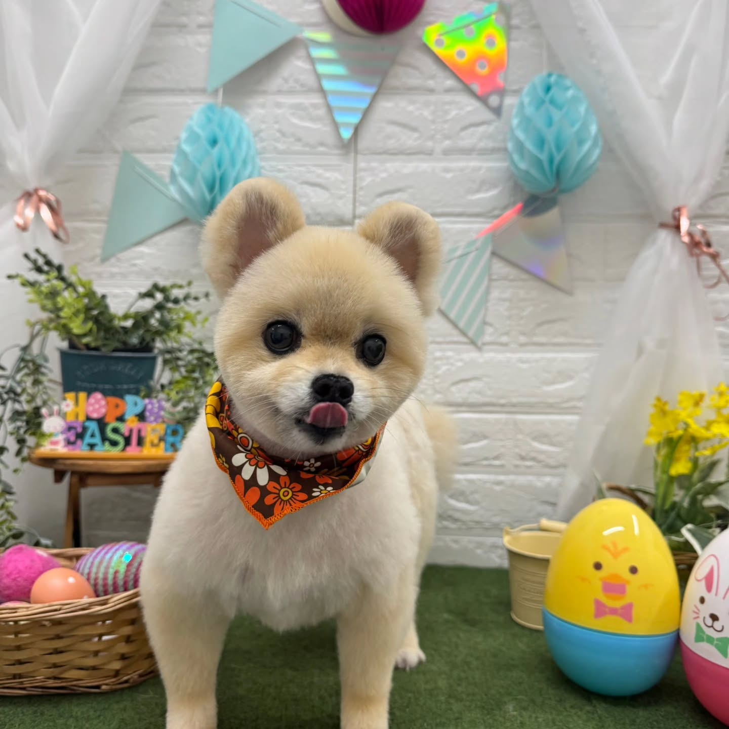 🐥⸒⸒🐥⸒⸒🐥⸒⸒🐥⸒⸒🐥⸒⸒🐥⸒⸒🐥⸒⸒