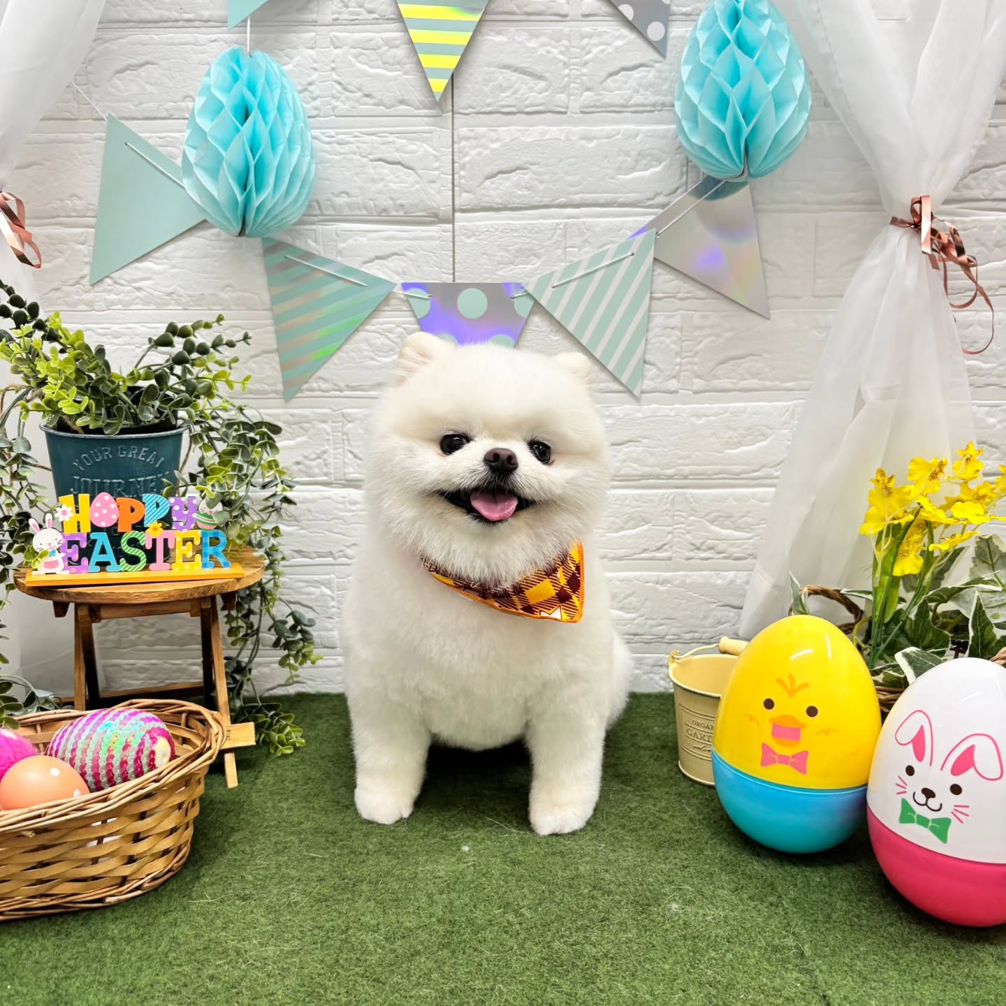 🐥⸒⸒🐥⸒⸒🐥⸒⸒🐥⸒⸒🐥⸒⸒🐥⸒⸒🐥⸒⸒