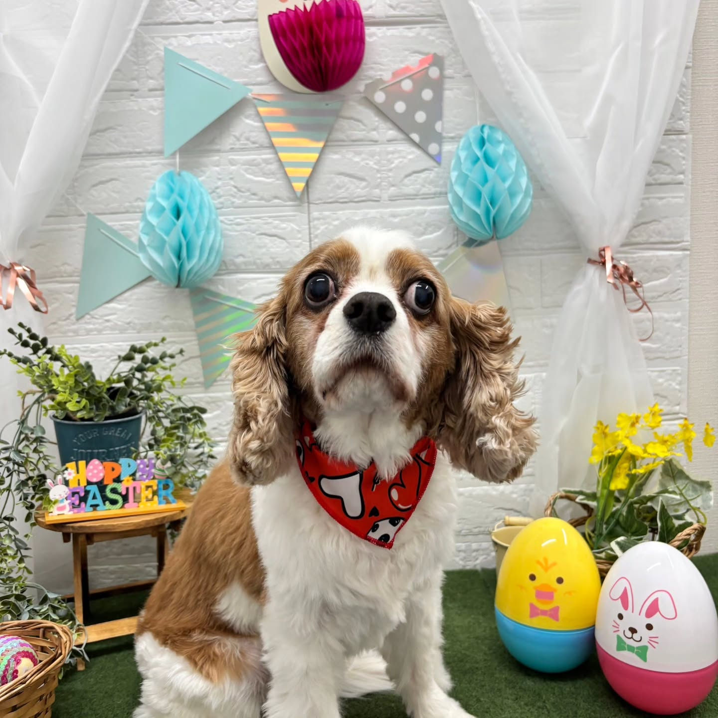 🐥⸒⸒🐥⸒⸒🐥⸒⸒🐥⸒⸒🐥⸒⸒🐥⸒⸒🐥⸒⸒